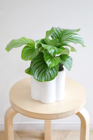 【M】カラテア オルビフォリア/Calathea