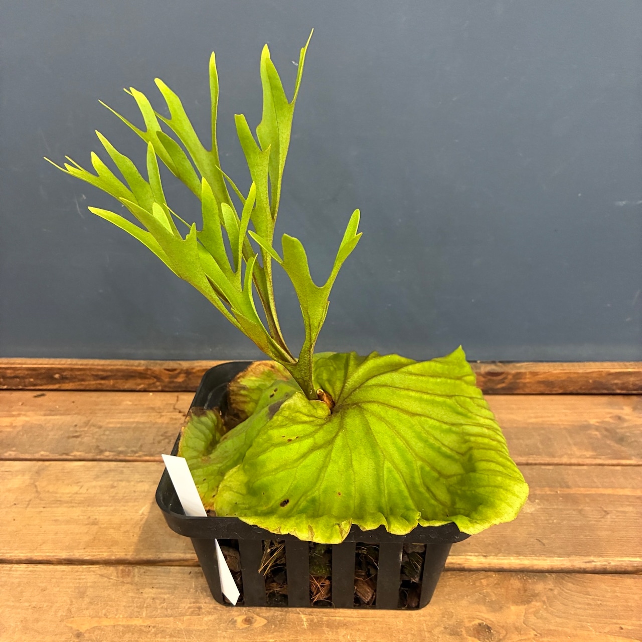 【新着3日限定10%OFF】【伊藤蟻】ビカクシダ リドレイ (upright cluster fronds #1) sporeling【1030】