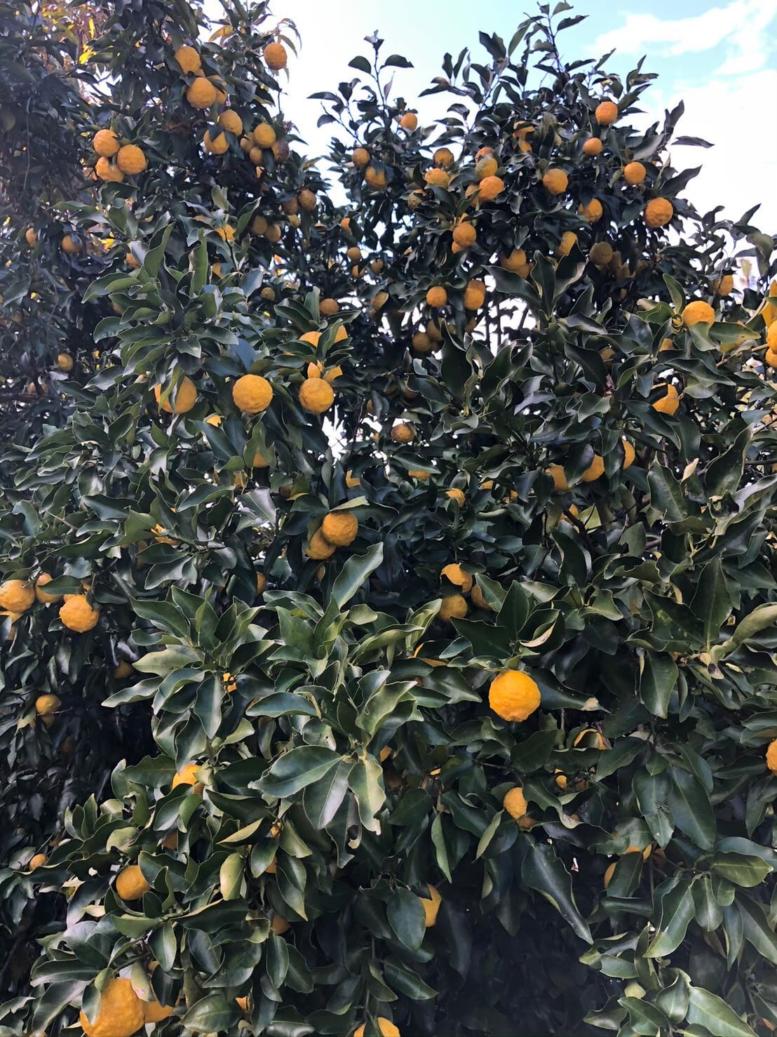 ゆず 1kg | ウェルネスフーズUDA