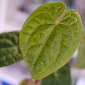 Anthurium Zara Michelle × Anthurium luxurians |アンスリウム・ミシェル × ルクスアリンス②|観葉植物