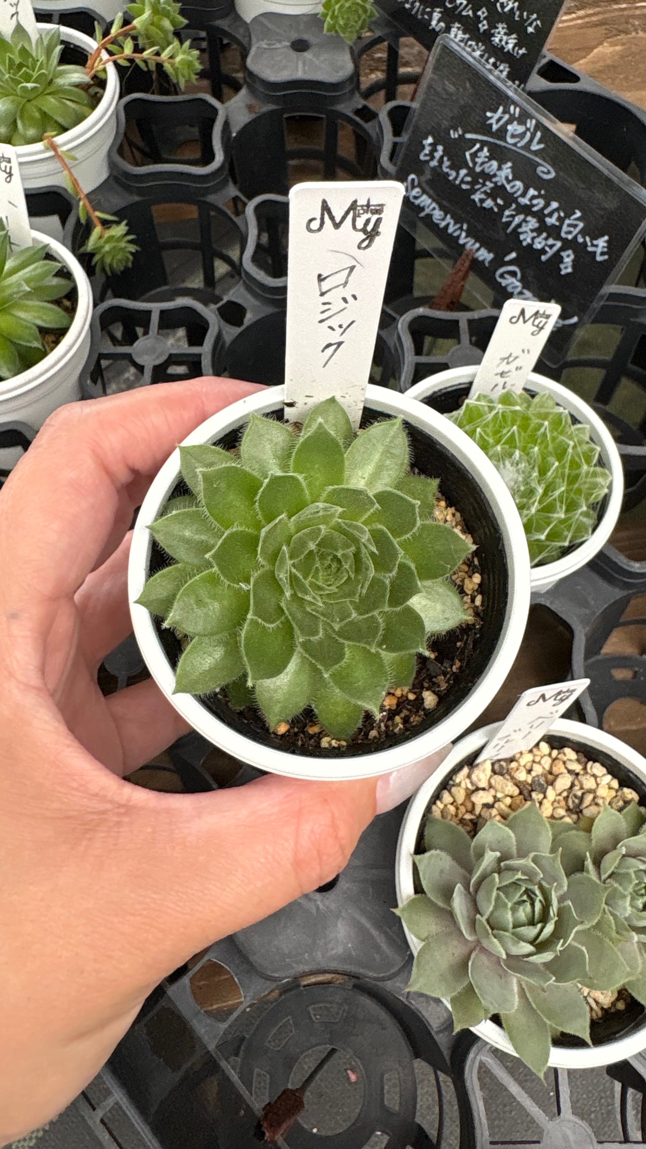 多肉植物 アエオニウム レア 孔雀白錦 美苗 #孔3 | PAY ID