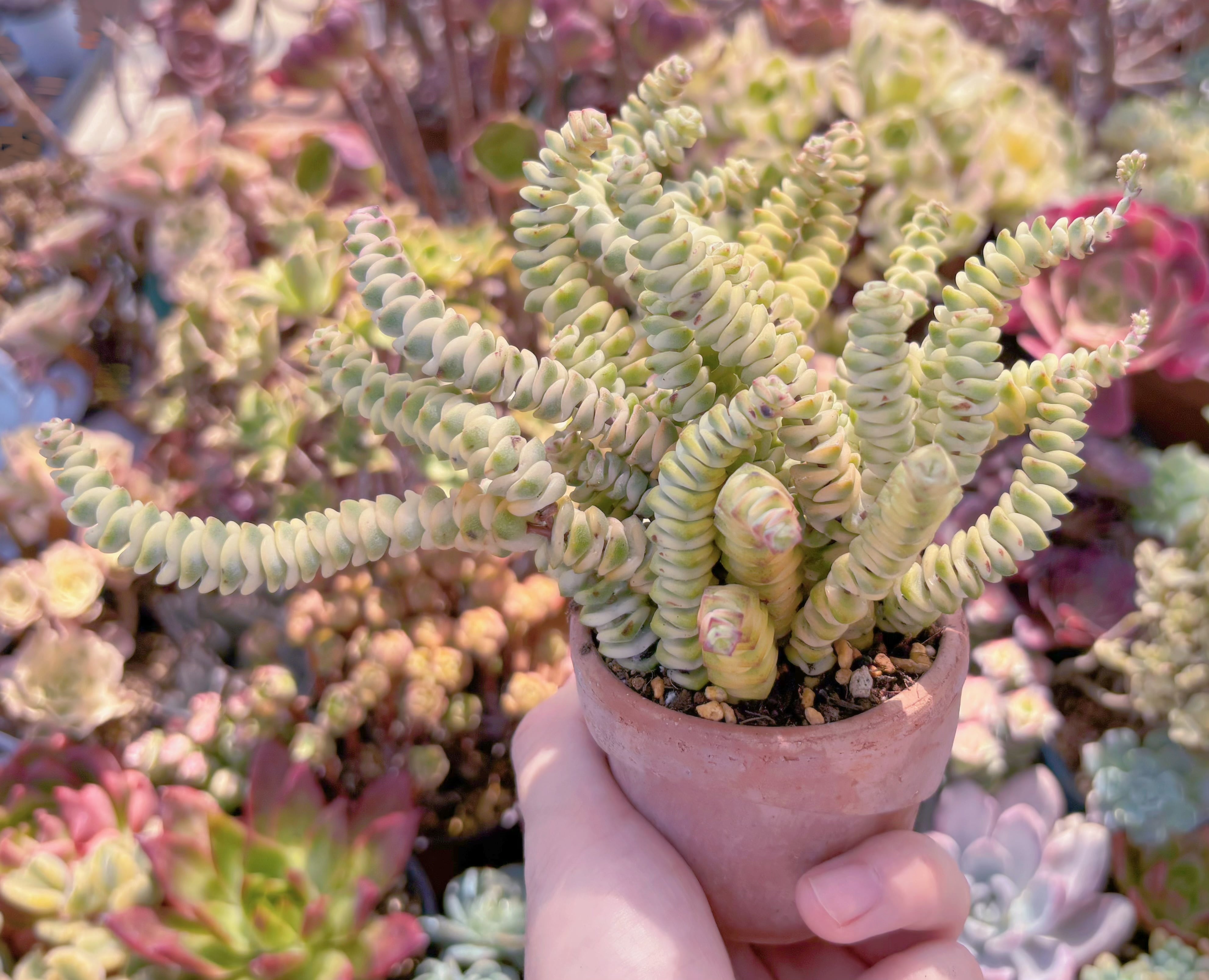 多肉植物 ファンタジー錦(15頭) 新入荷 るる農園 | るる農園~多肉植物専門