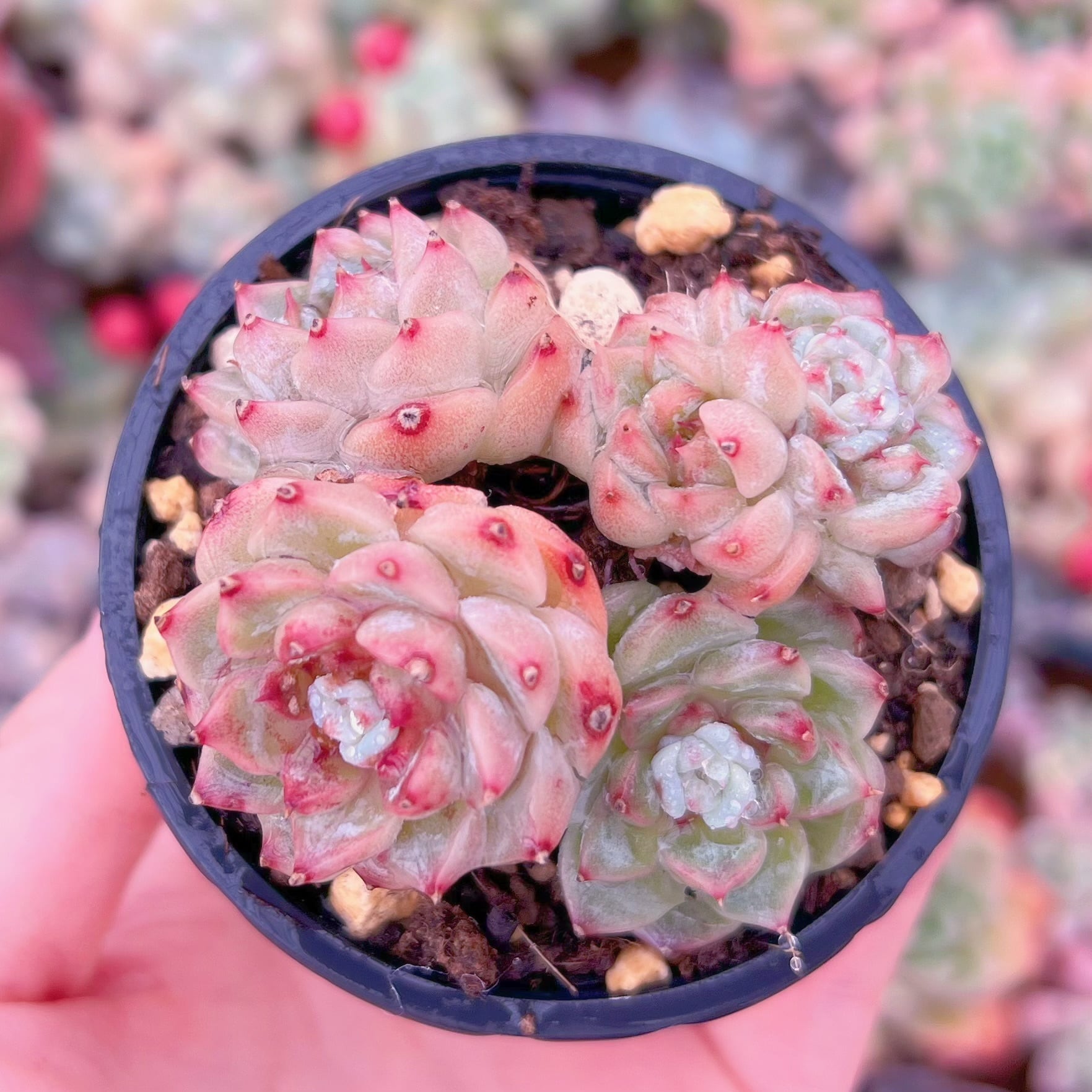 現品　レッドベルベット#659   るる農園