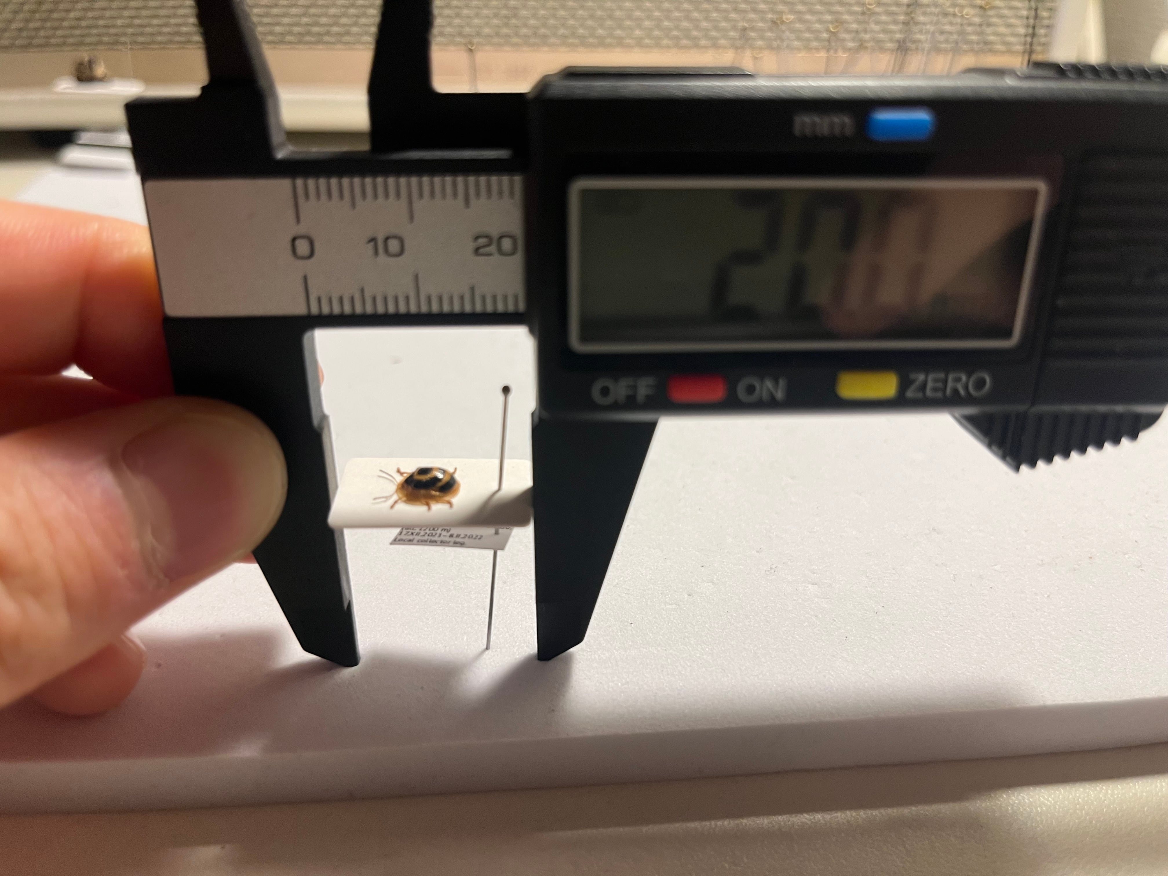 5mm】目玉模様の特徴的なカメノコハムシ 昆虫標本 タマムシカミキリ