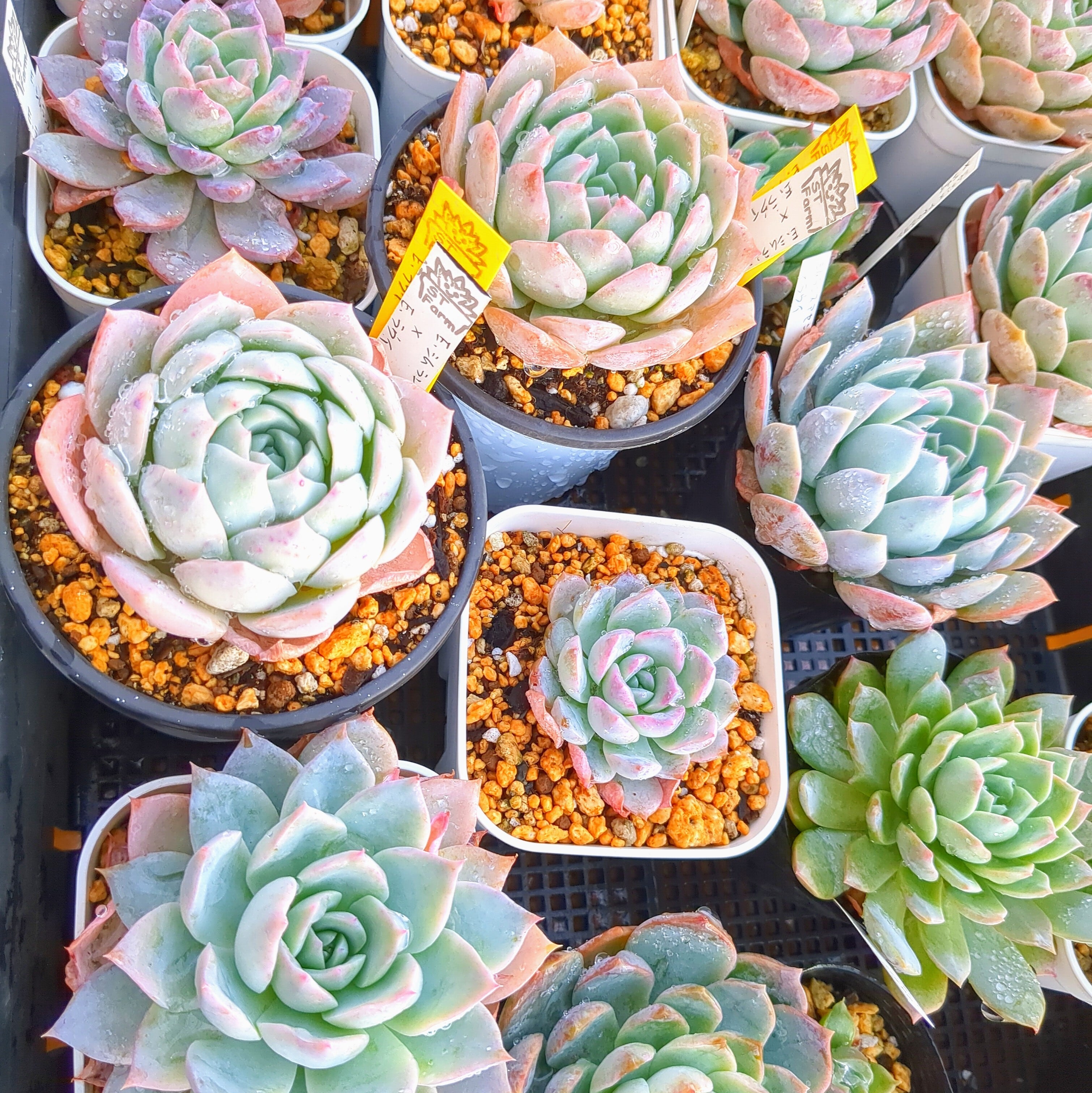 ヘラニクスアゲハ（1メス、アルゼンチン産）