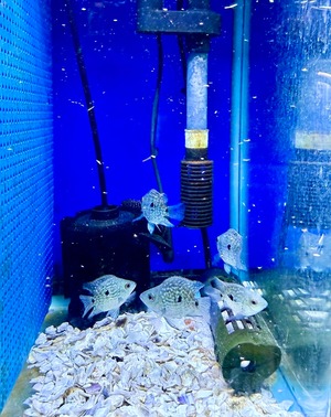 バルーンテキサスシクリット