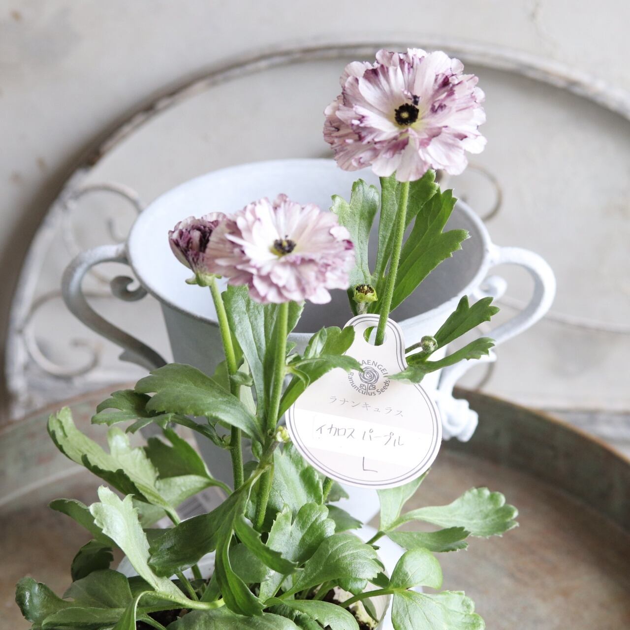 ◇ユーカリ&カスミソウのスワッグset◇ユーカリスワッグ