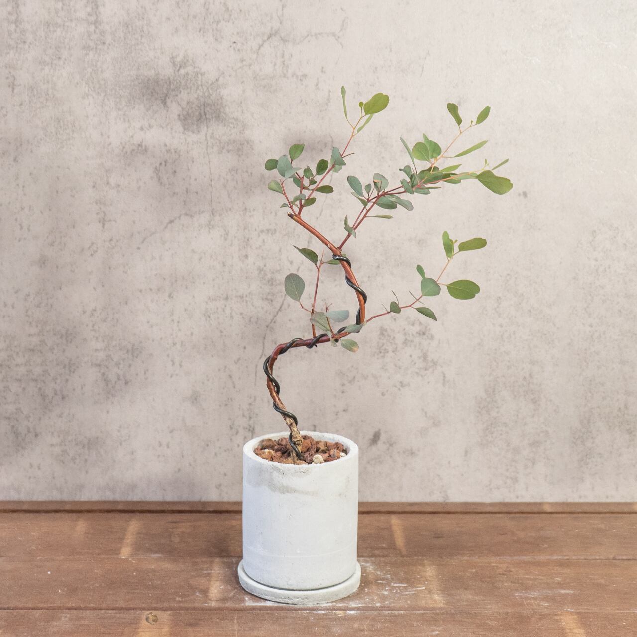 ユーカリ・ポポラス｜しなやかな曲がり枝が美しいモダン盆栽仕立て【手づくりモルタル鉢】