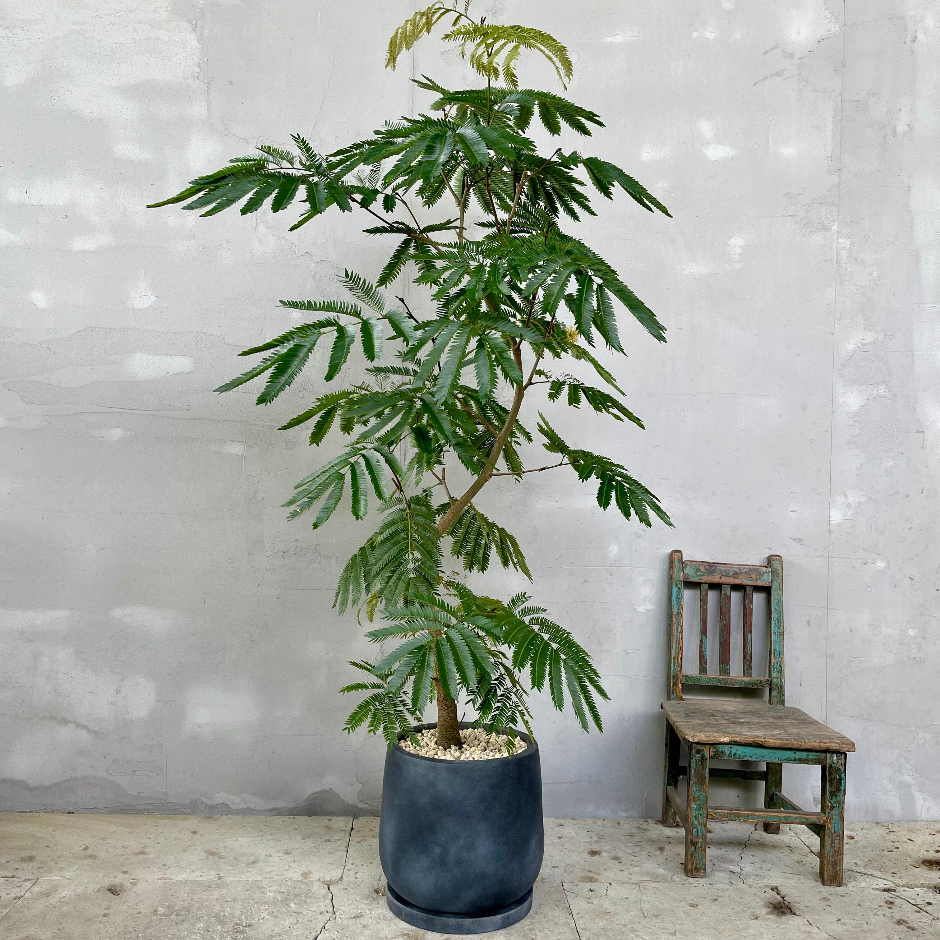 大型 エバーフレッシュ 螺旋仕立て バルーン陶器鉢 植え込み発送  