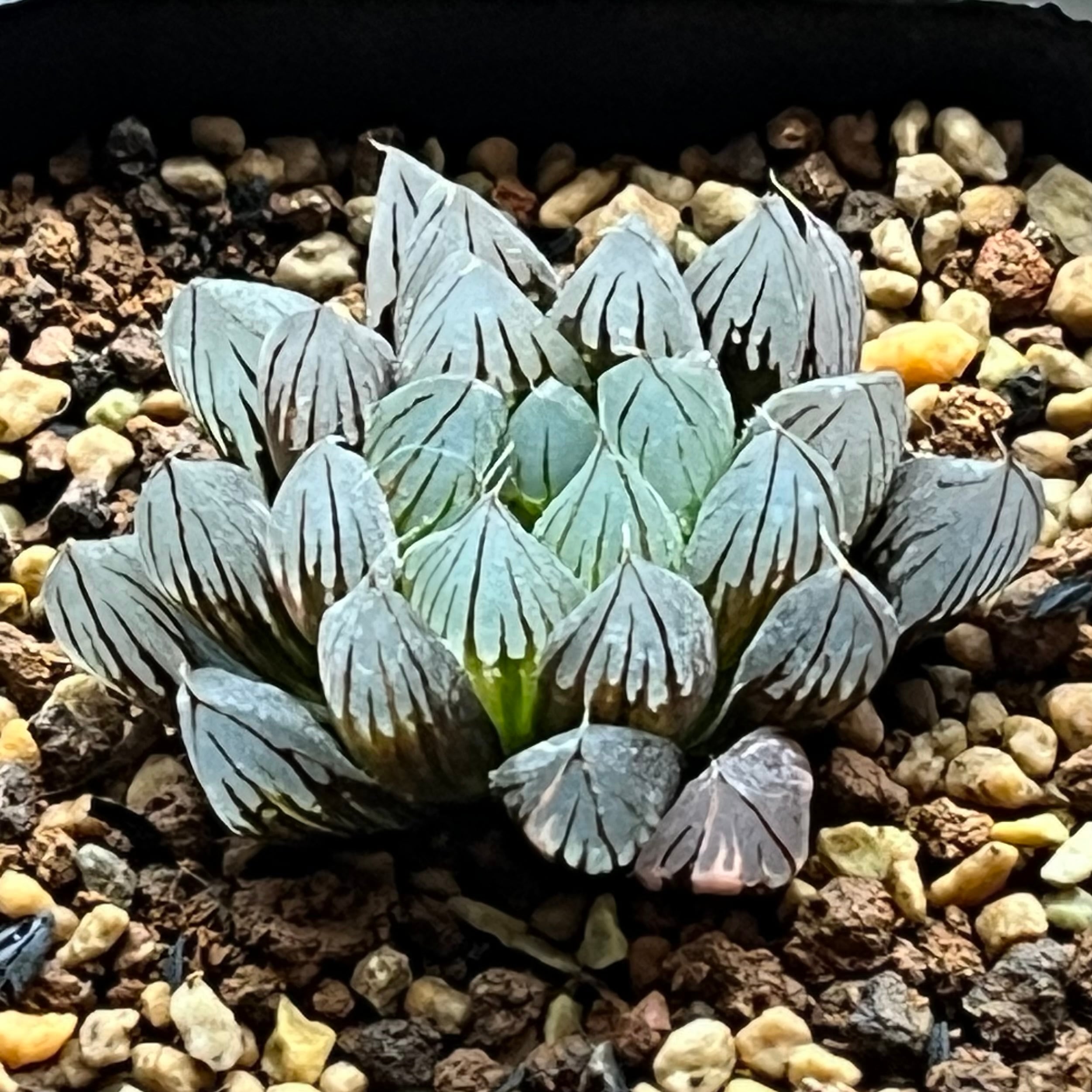 ハオルチア オブツーサ錦 竜珠 糊斑 | mocono_plants