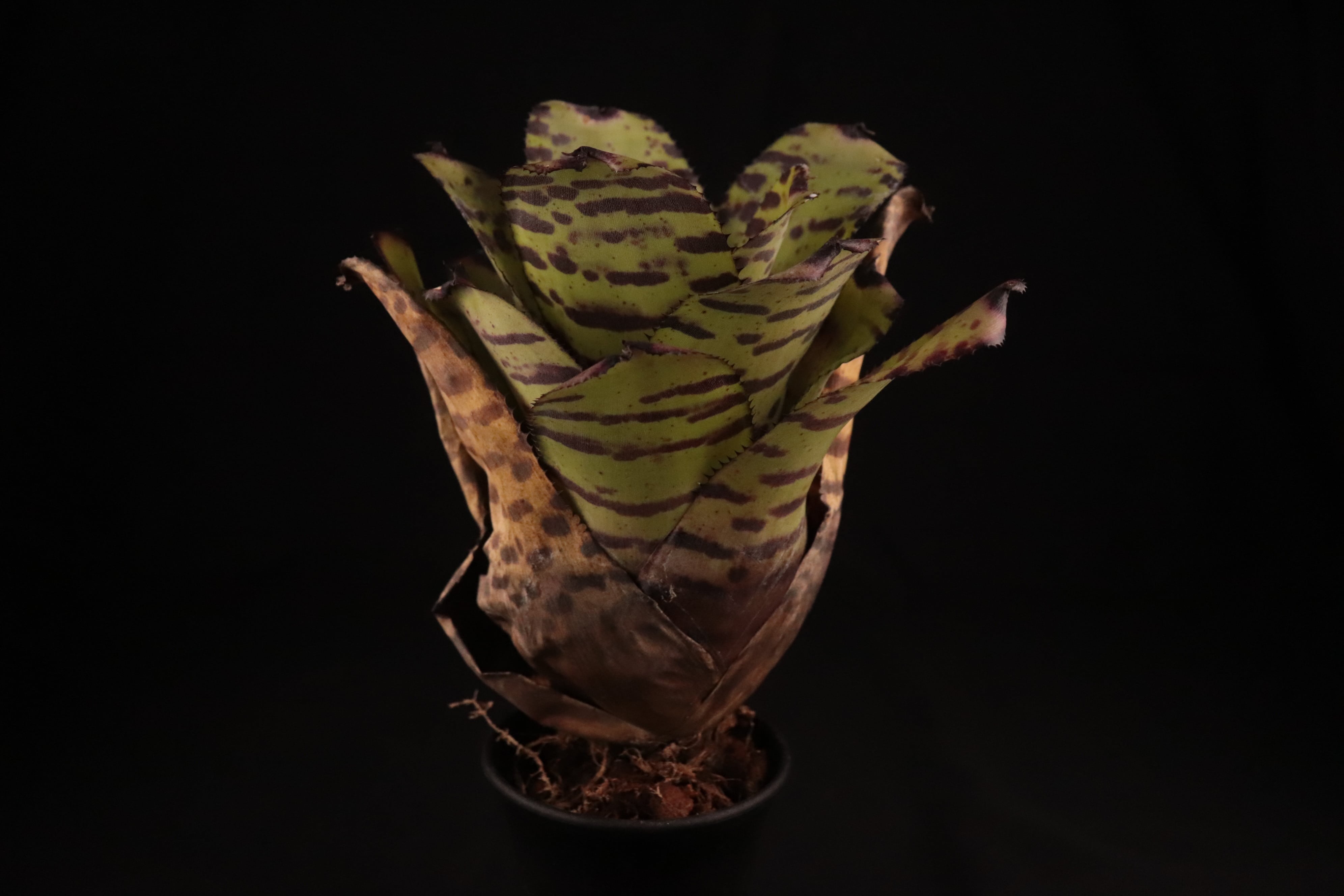 ネオレゲリア ノーマン・ベイツ　Neoregelia Norman Bates Neoregelia 'Norman Bates' - Bromeliad Paradise