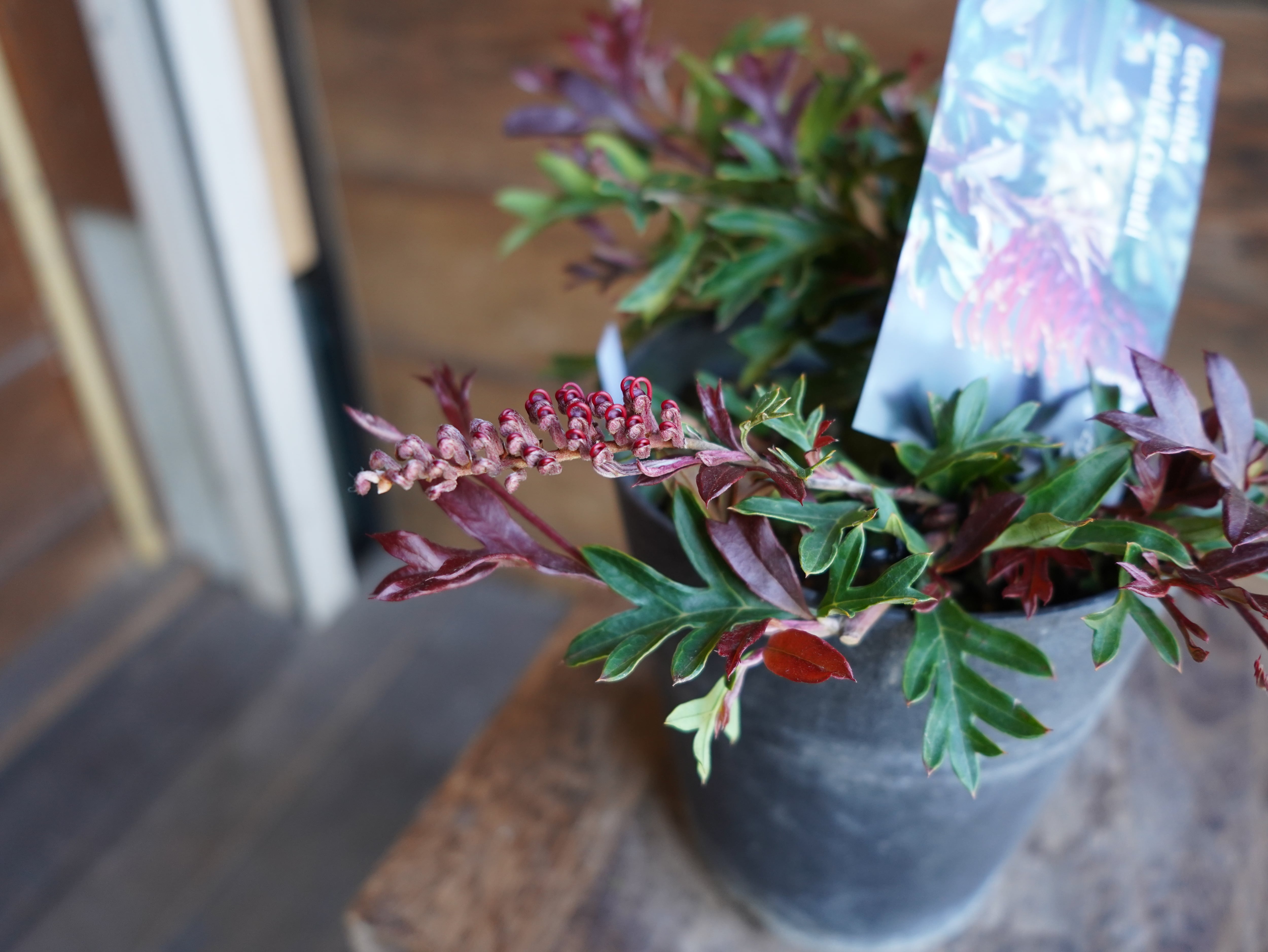 【現物】グレビレア "ガウディチャウディ" B