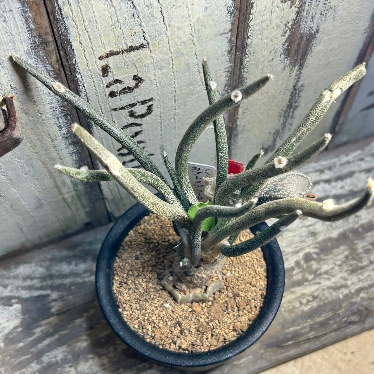 T)カプトメデューサ アストロフィツム接木 (夏型) | RuPo 多肉植物専門店