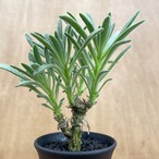 Tylecodon racemosus【チレコドン・ラケモサス】