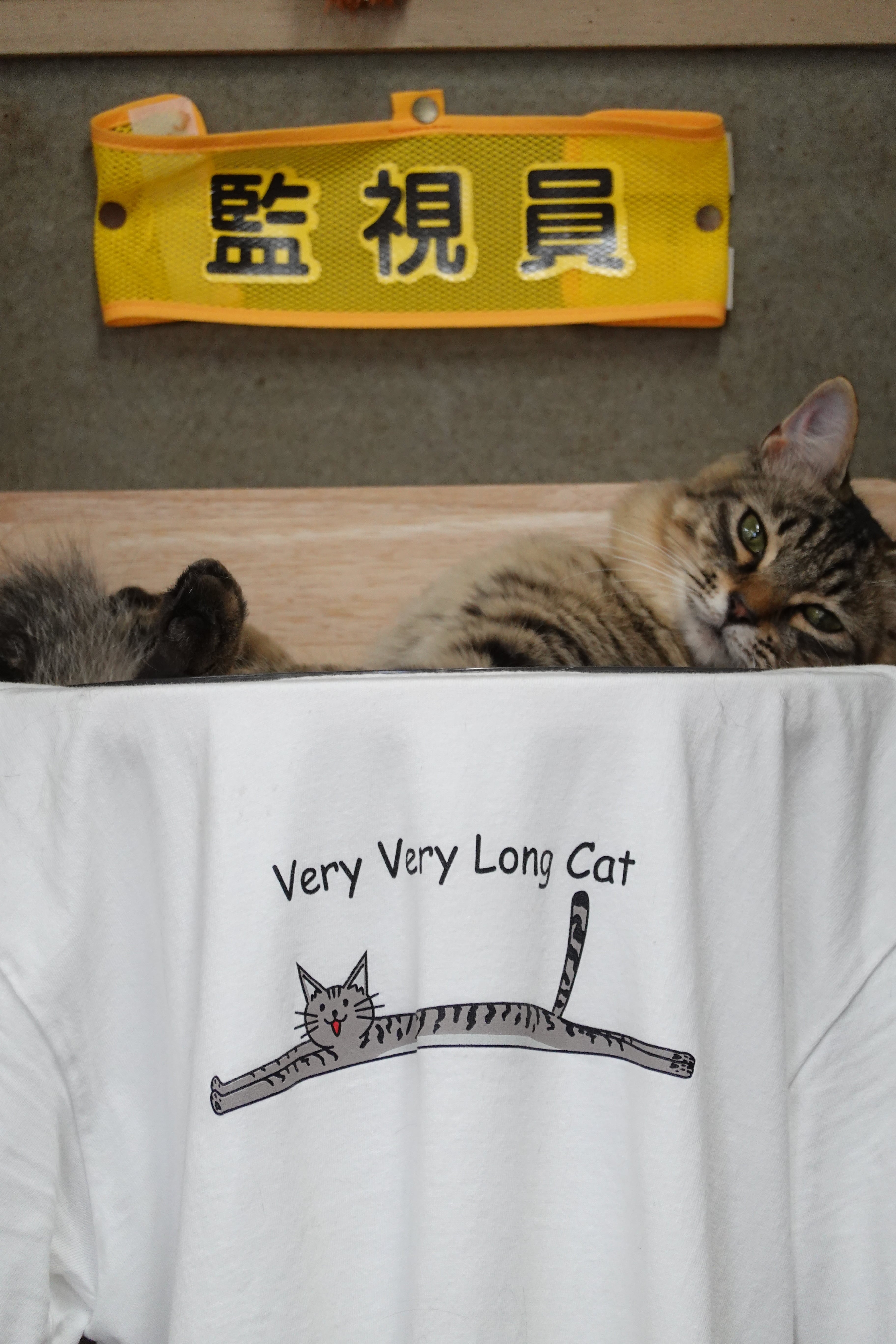 Very Very Long Cat