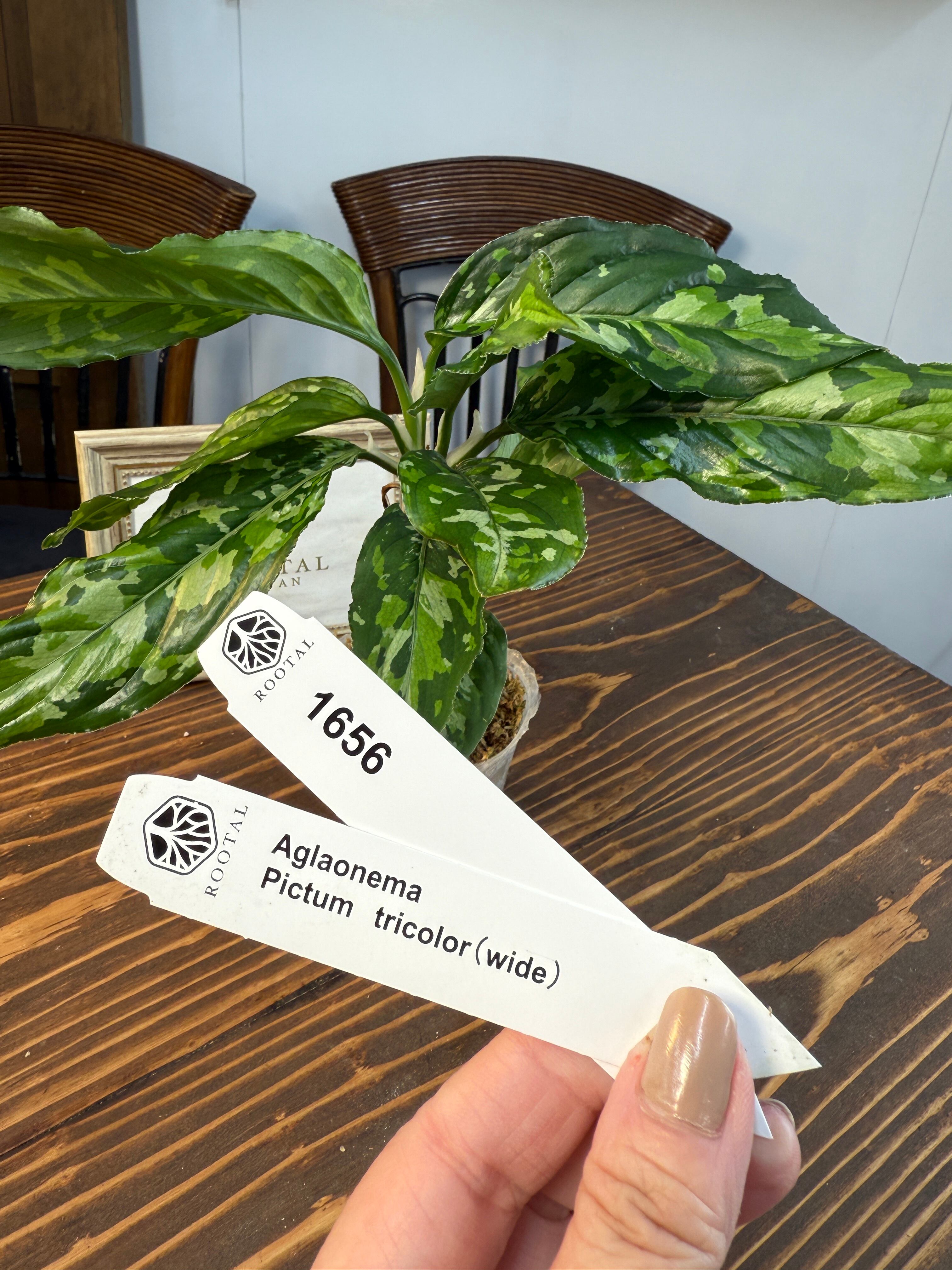 ★1656【野生の迷彩美】アグラオネマ ピクタムトリカラー(口径8cmポット)