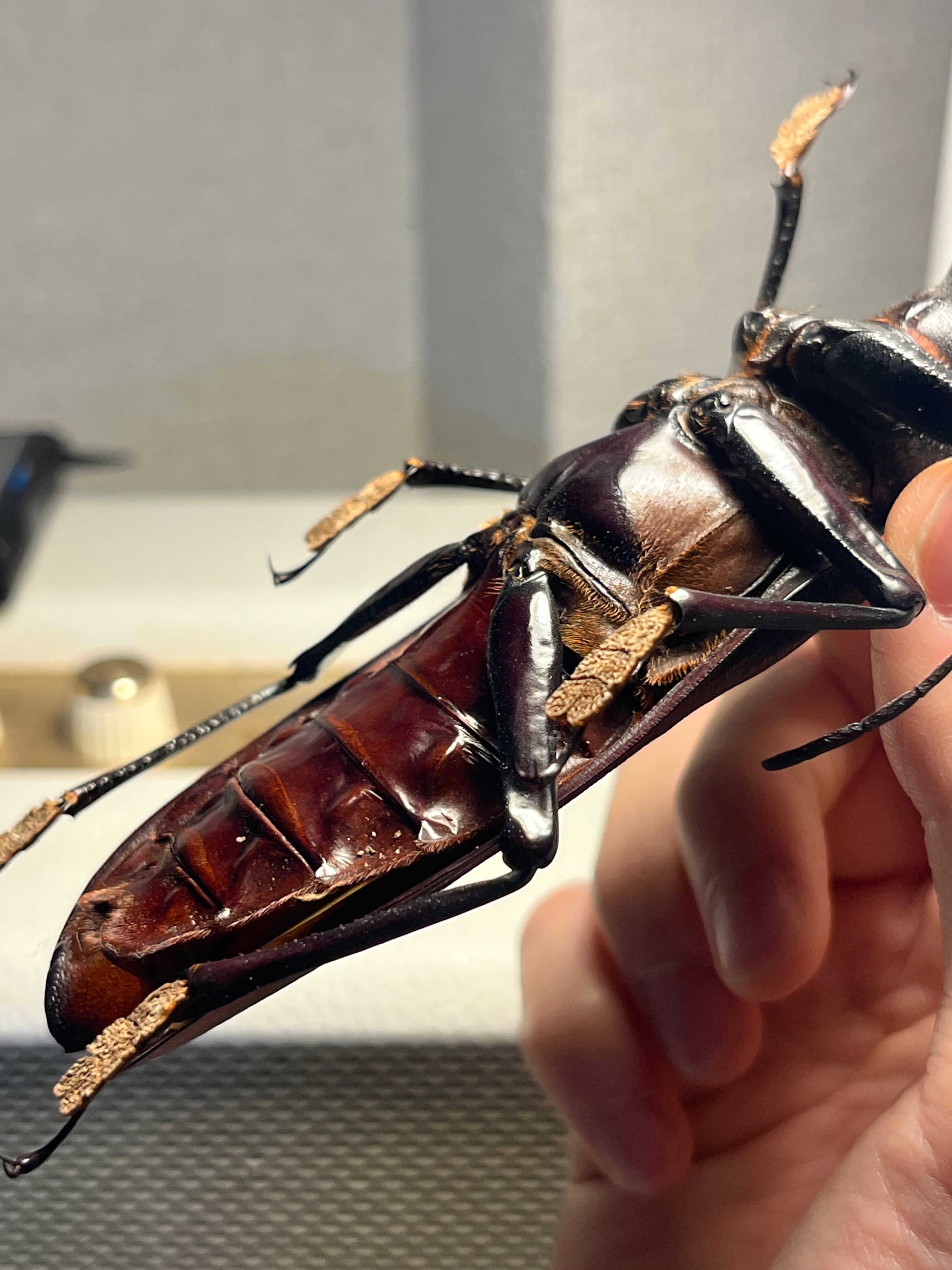 131mm】タイタンオオウスバカミキリ カブトムシクワガタハナムグリ