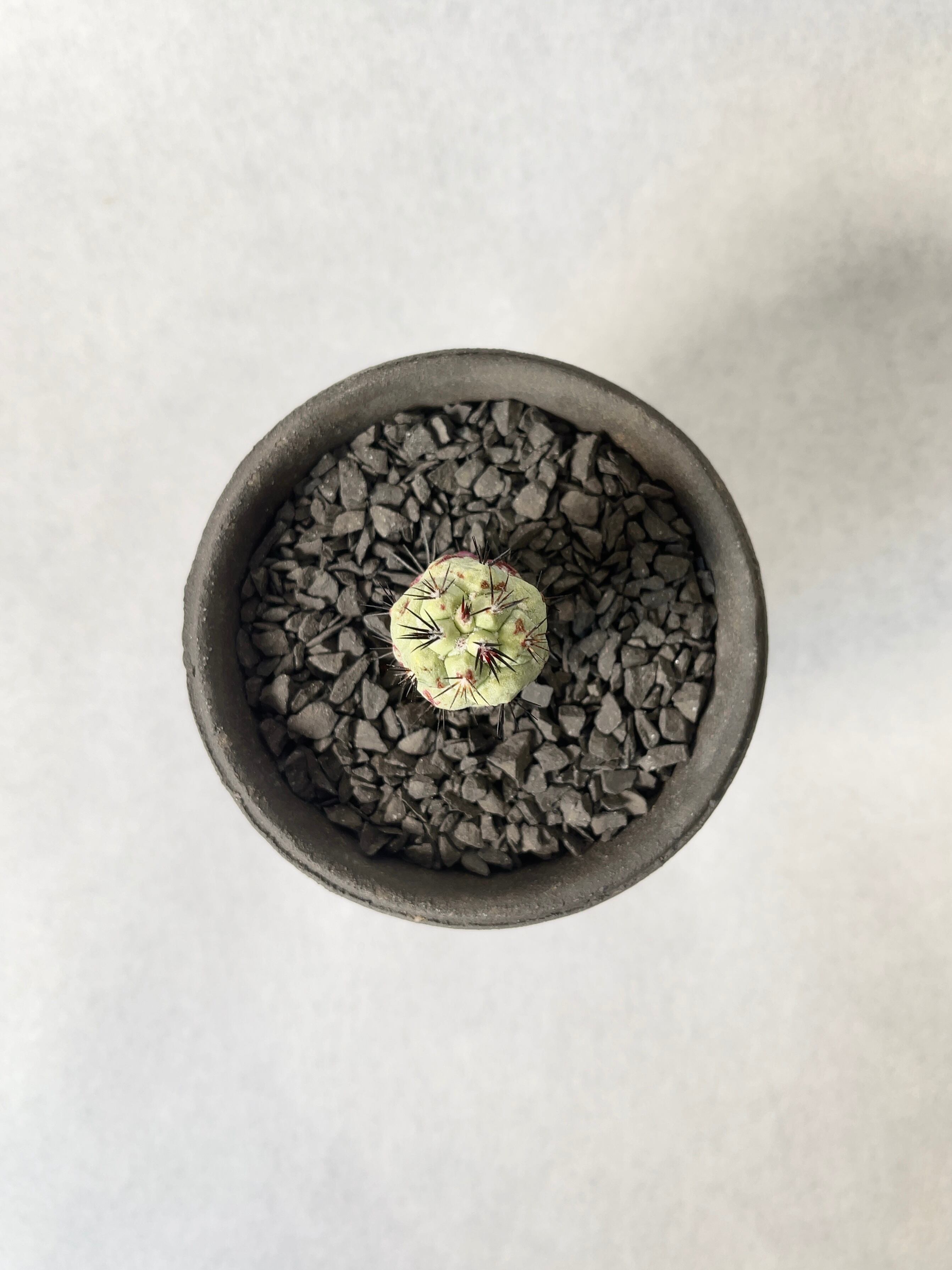 オルテゴカクタス　マクドガリー オルテゴカクタス・マクドガリー | trigger