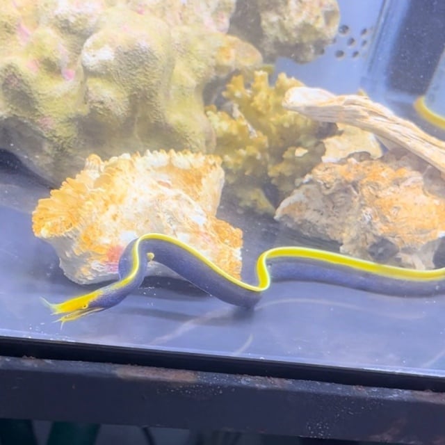 ハナヒゲウツボ | aquastudio