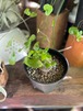 塊根植物「亀甲竜」