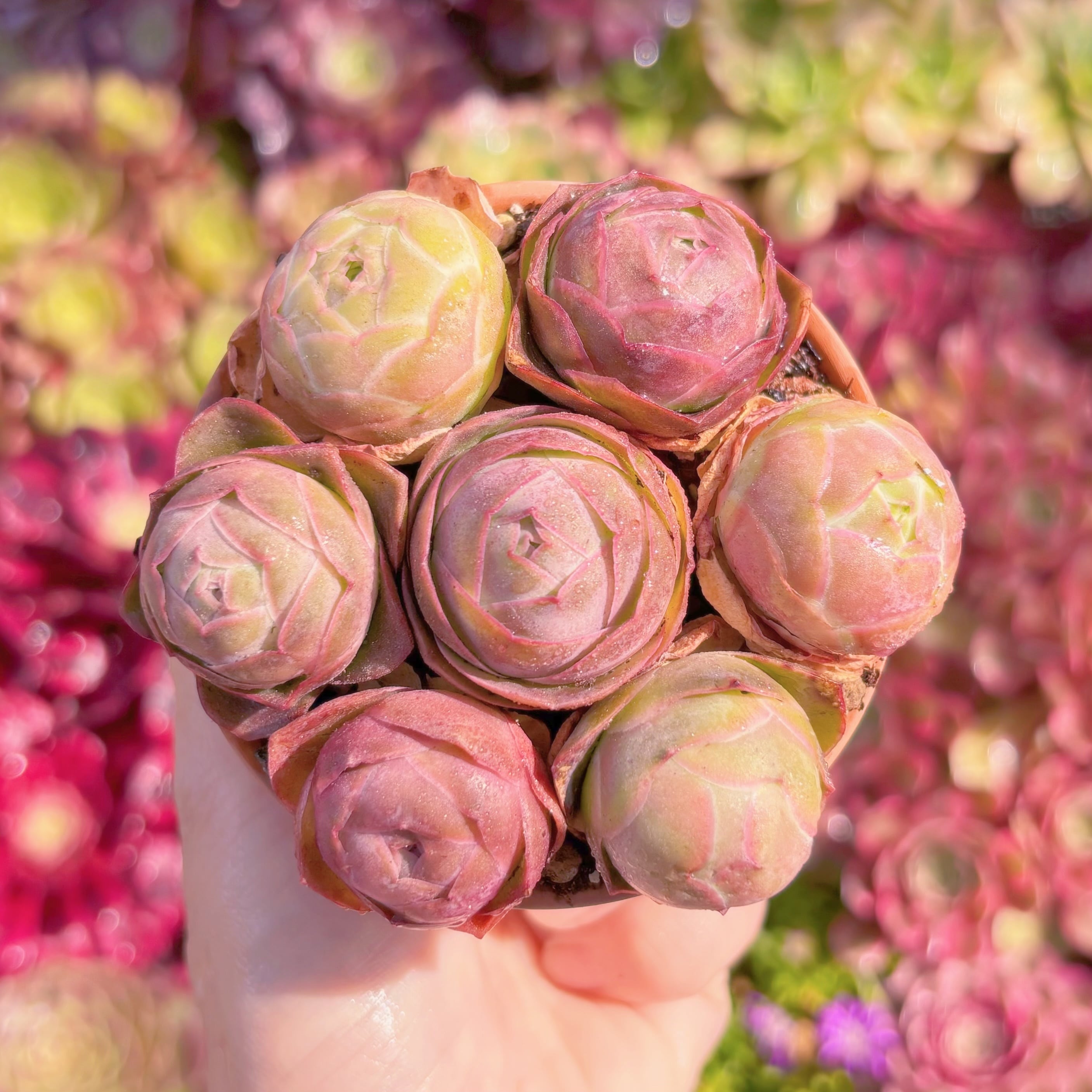 多肉植物　グリーノビア　パルマ(7苗)　新入荷　るる農園