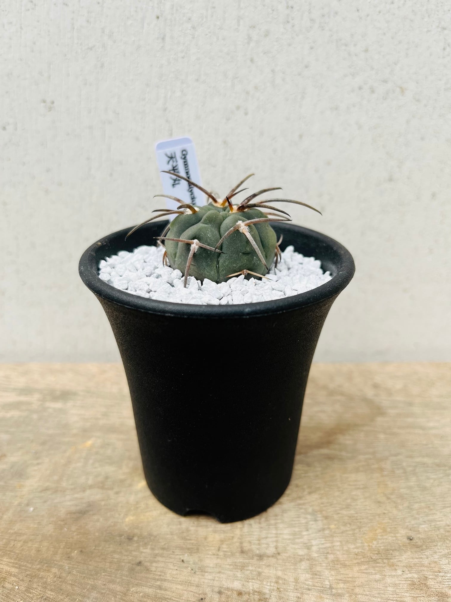 Gymnocalycium spegazzinii ギムノカリキュウム 天平丸 サボテン