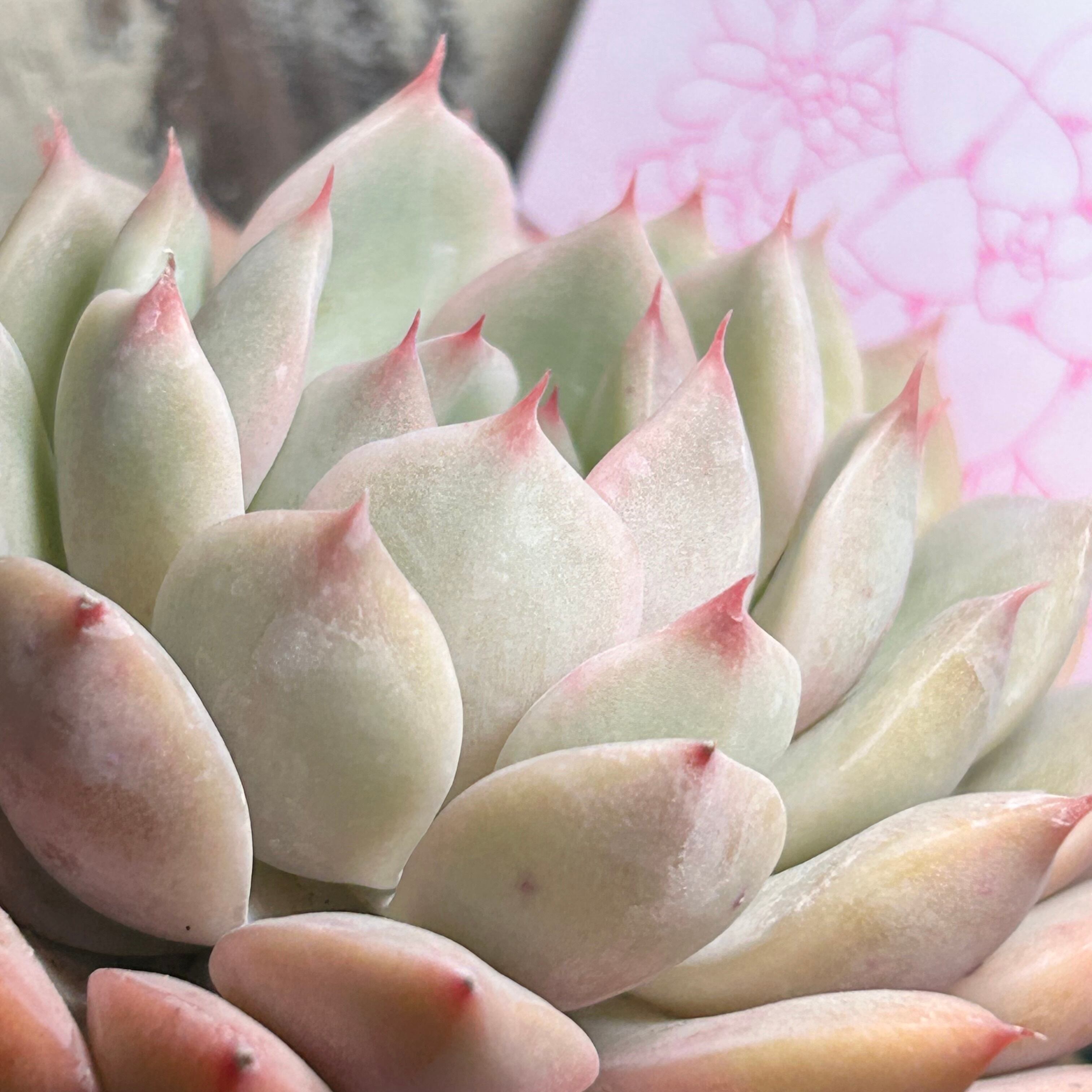 ティッピー | RuPo 多肉植物専門店