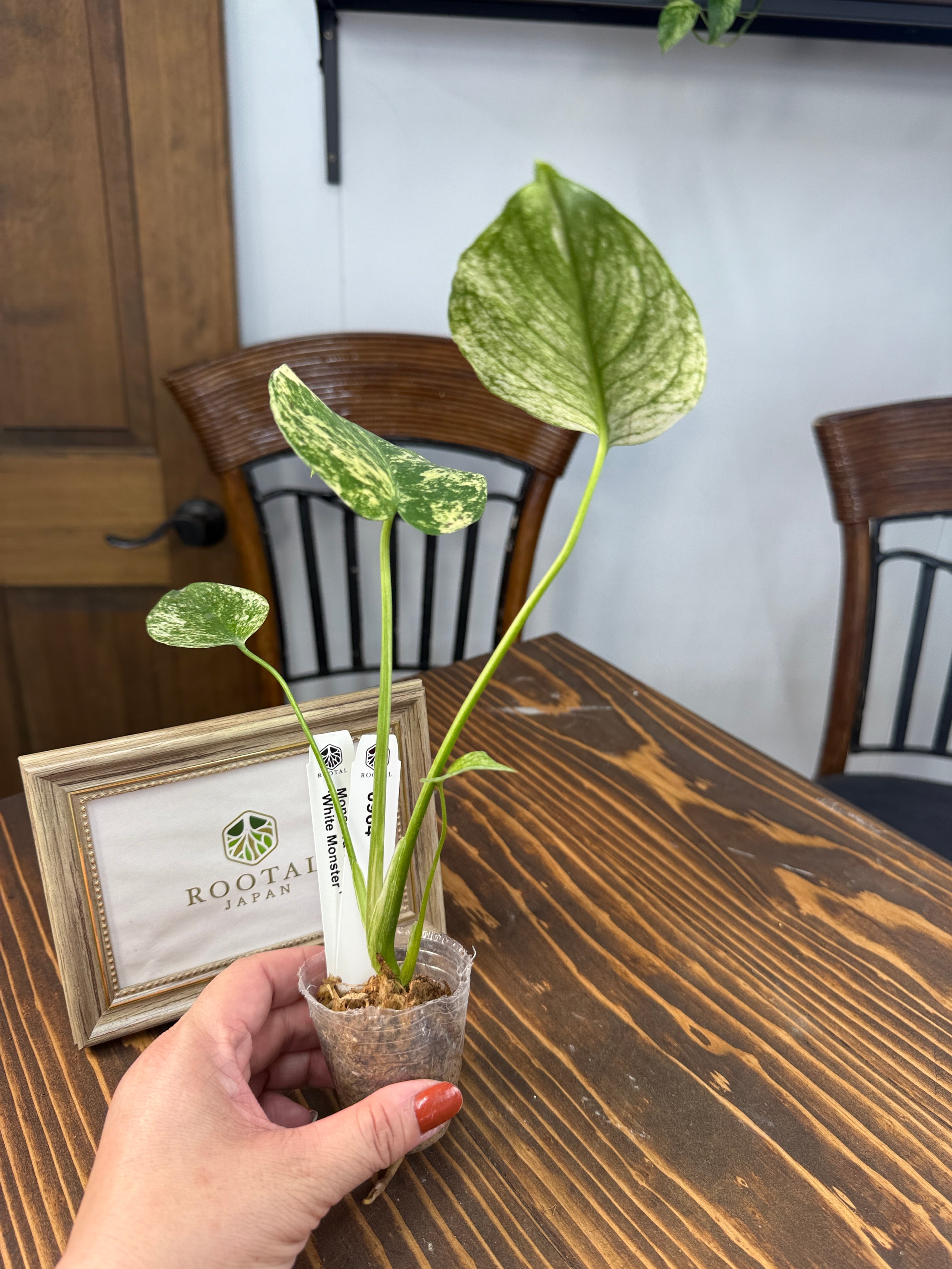 ユーフォルビア・ルディス | Pay ID