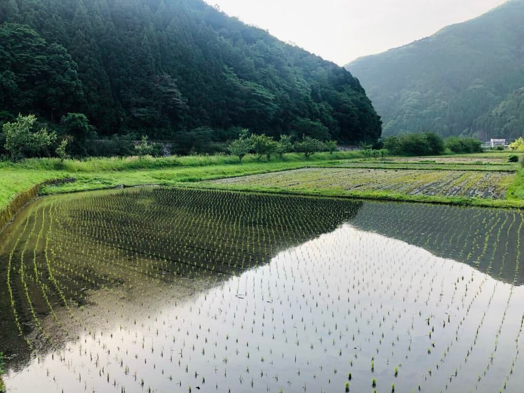 新米 令和7年(2025年) 販売スタート【農薬・化学肥料不使用 コシヒカリ