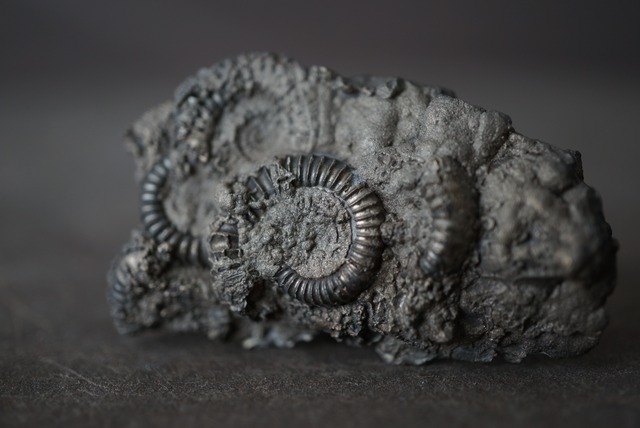イギリス産黄鉄鉱化アンモナイト  Pyritized Ammonite 1514