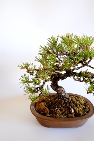 4. 黒松 Kuromatsu (Black pine)