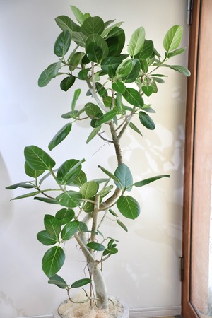 【L/160cm】【渋谷区周辺エリア/配送料無料】フィカス ベンガレンシス/Ficus benghalensis ※陶器鉢カバー別