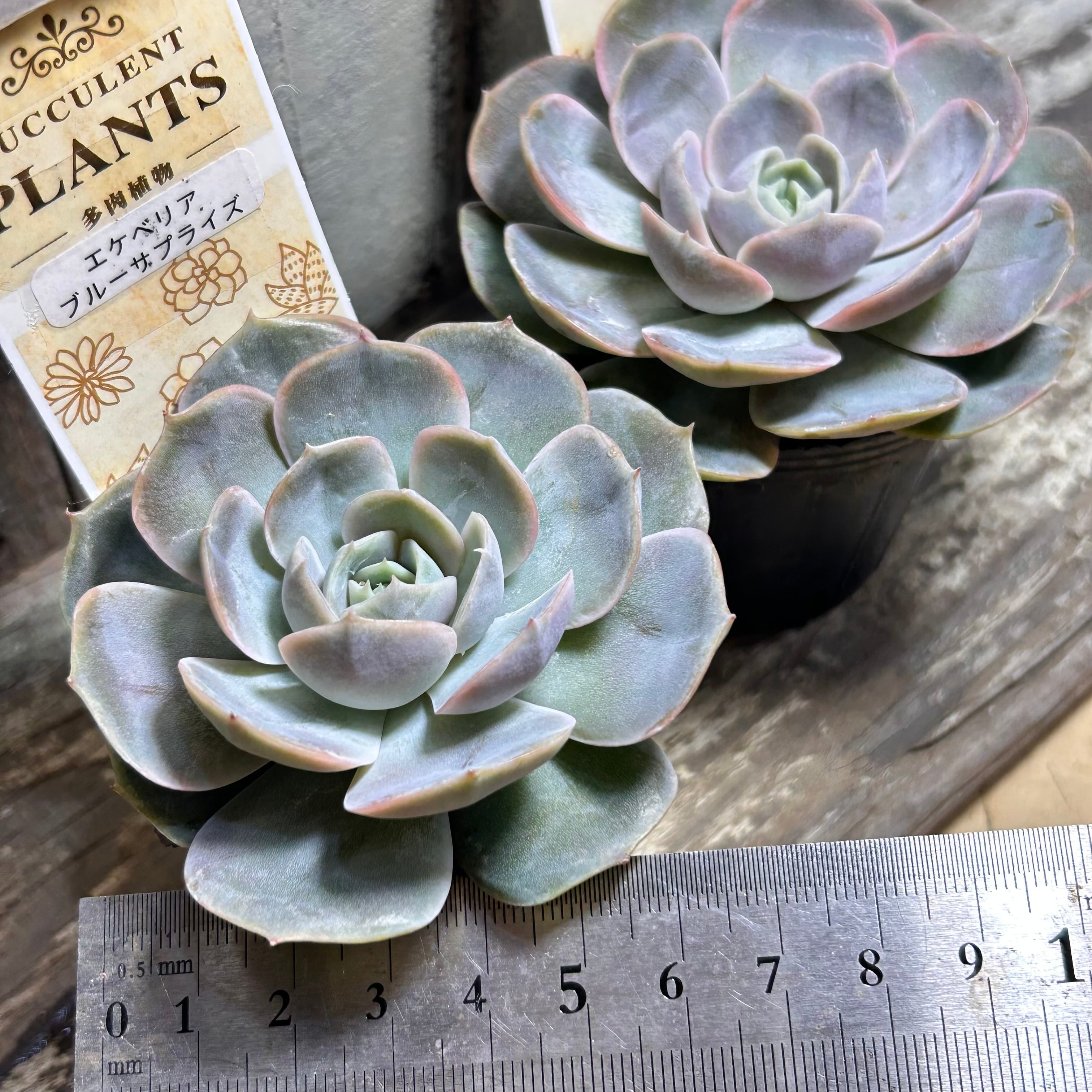 ブルーサプライズ | RuPo 多肉植物専門店