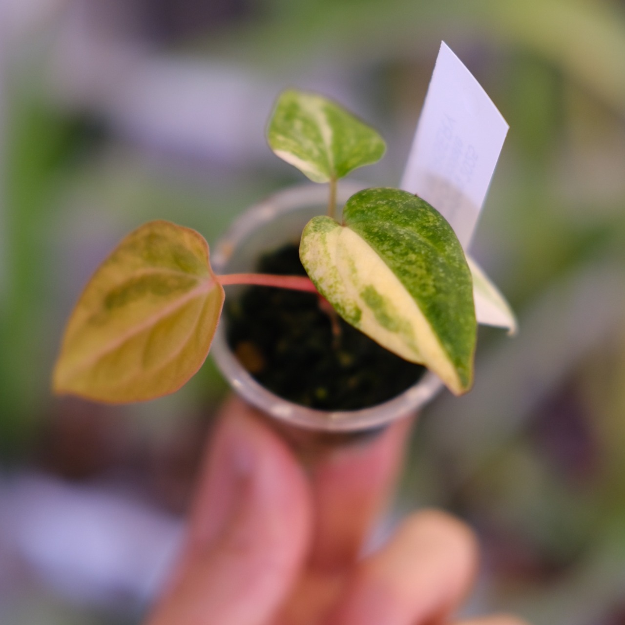 【希少】Anthurium Yellow Bell × Red Chocolate②│観葉植物