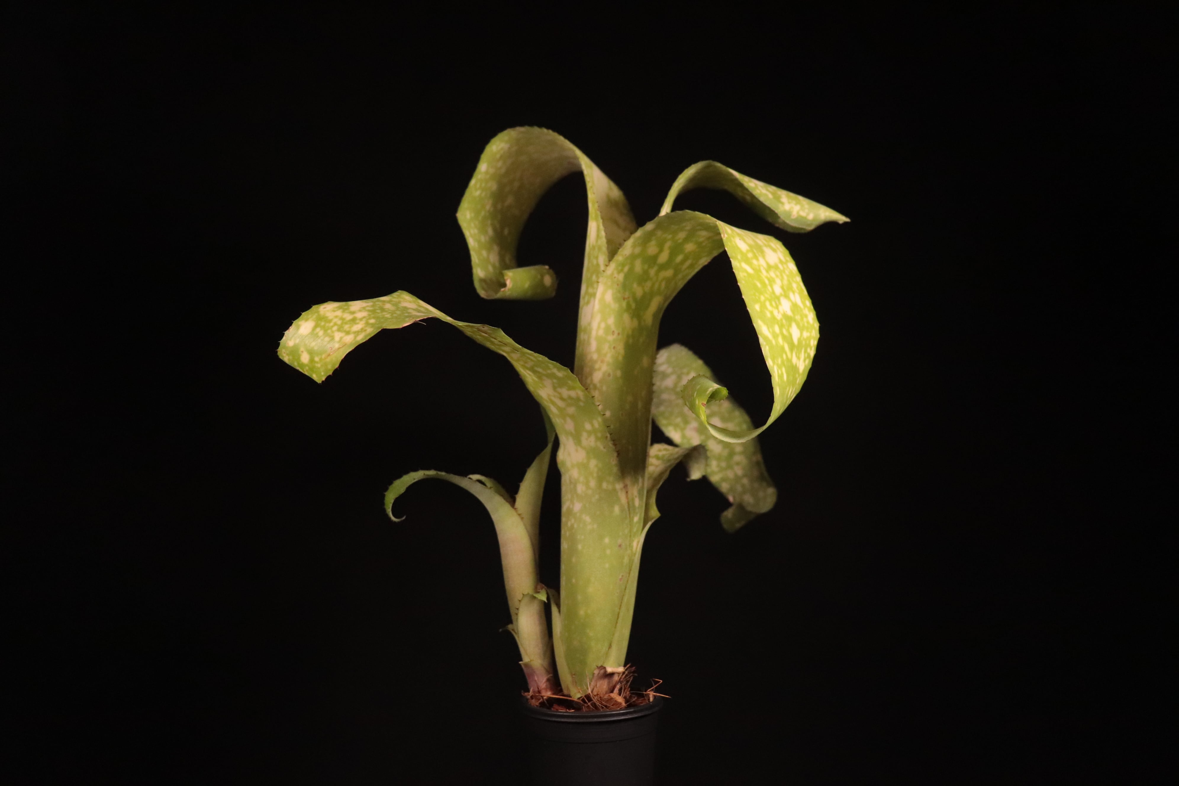 送料無料】Billbergia 'White Cloud'〔ビルベルギア〕現品発送B0215