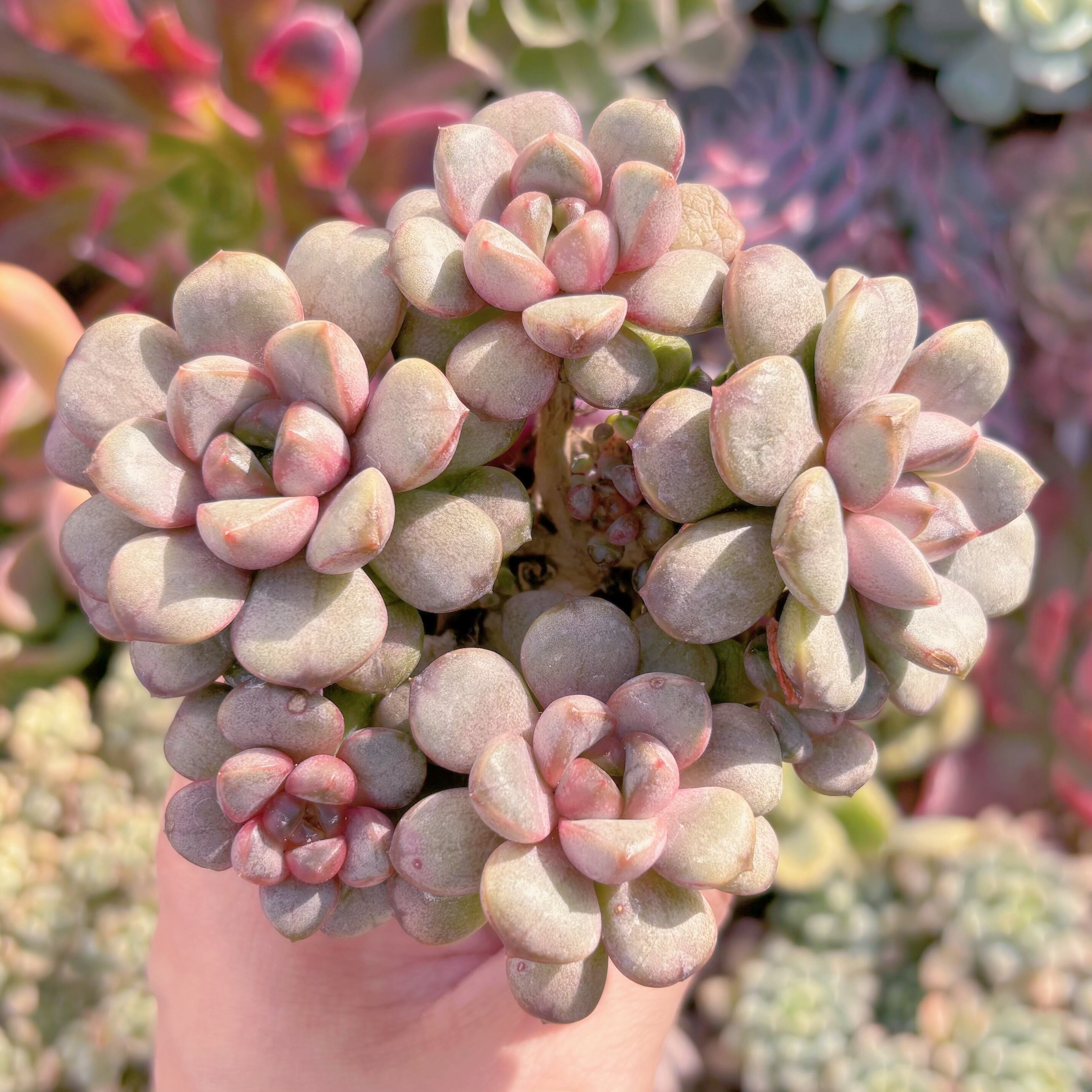 多肉植物　ブドウ　群生　新入荷　るる農園