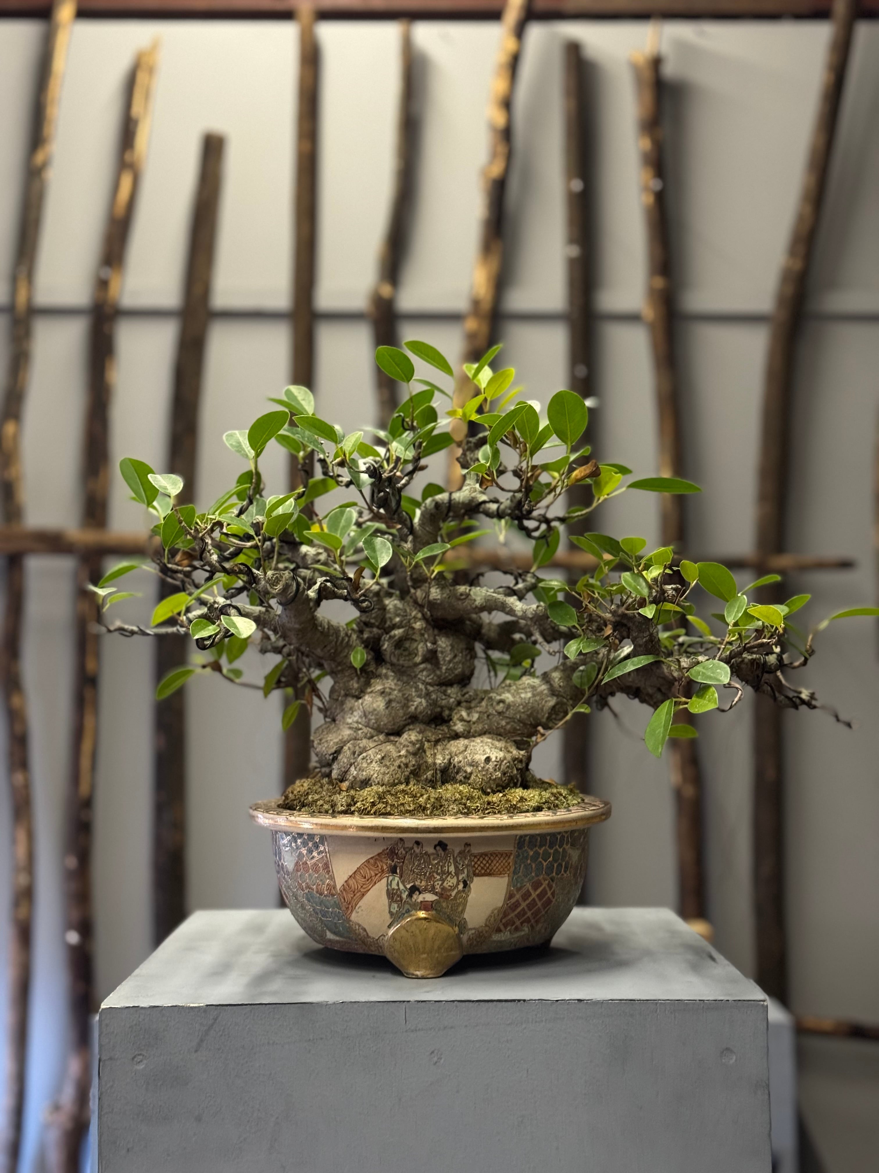 ガジュマルL⁄盆栽、多肉植物、塊根植物、観葉植物通販⁄KIDORI -キドリ