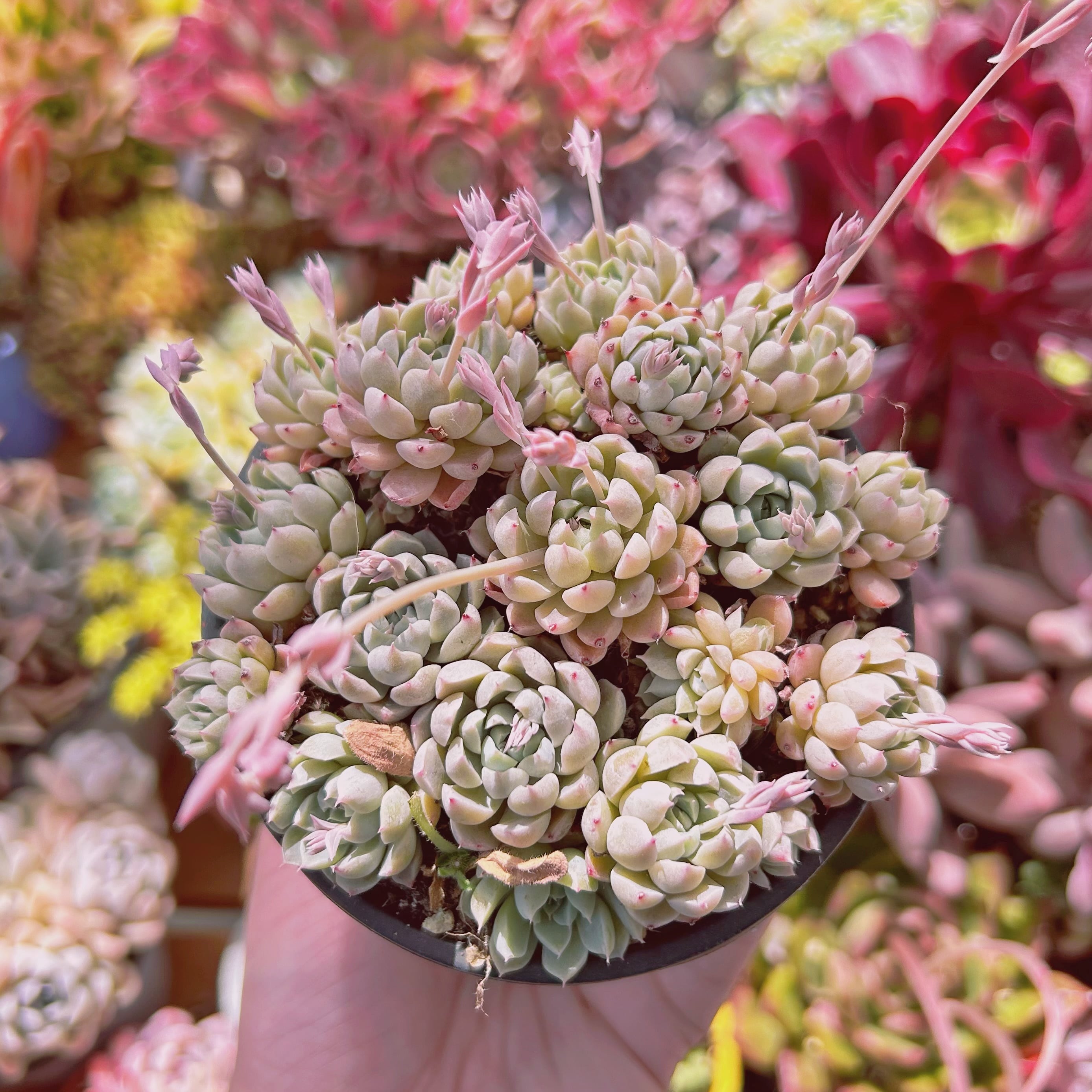 #725現物　多肉植物　メキシコミニマ　抜き苗