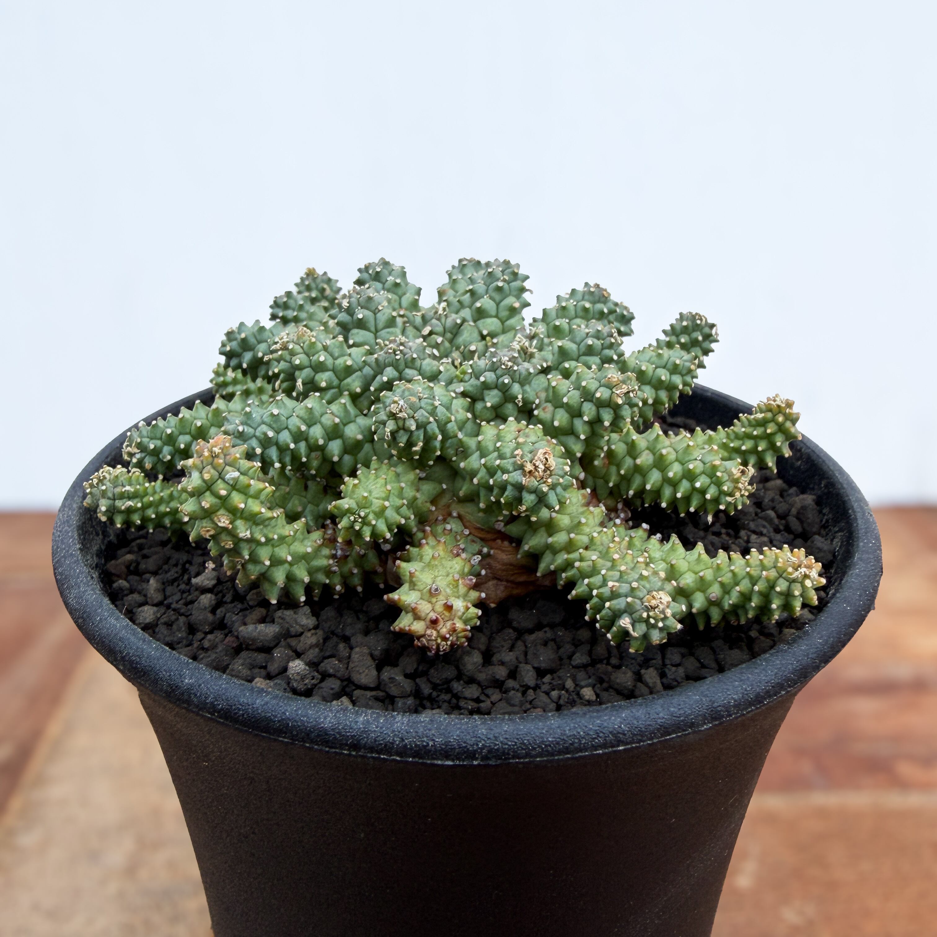 Euphorbia atroviridis【ユーフォルビア・アトロビリディス】 | RIMO'S