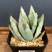 アロエ　ペグレラエ【983】