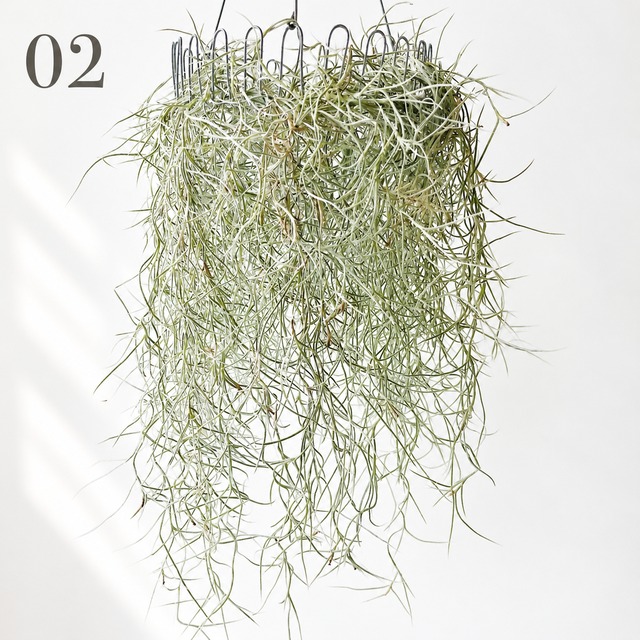 チランジア ウスネオイデス スパニッシュモス ループハンガー 観葉植物 calm cafe