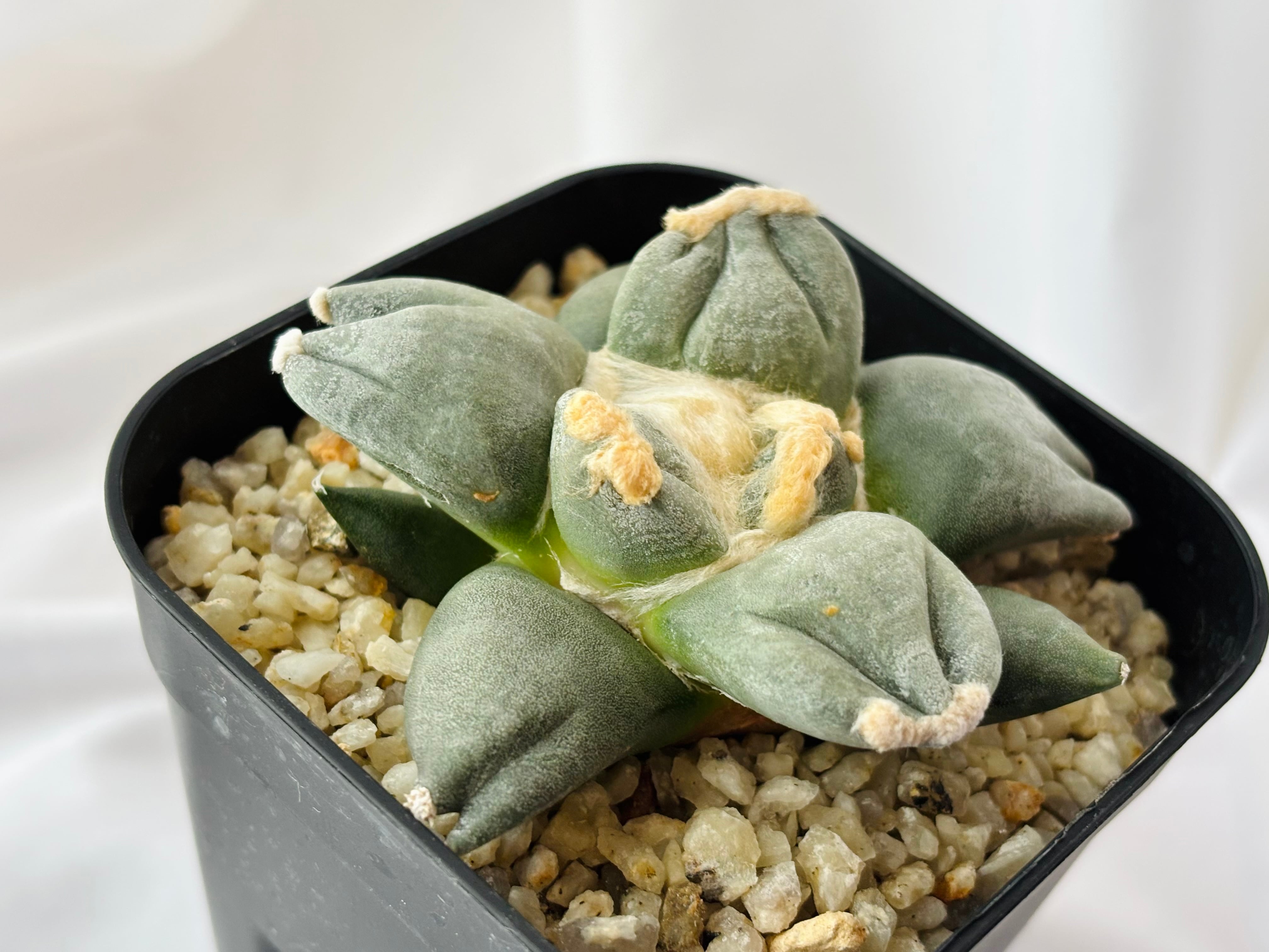 Ariocarpus furfuraceus f.monstrosa アリオカルプス 変疣青磁牡丹 三