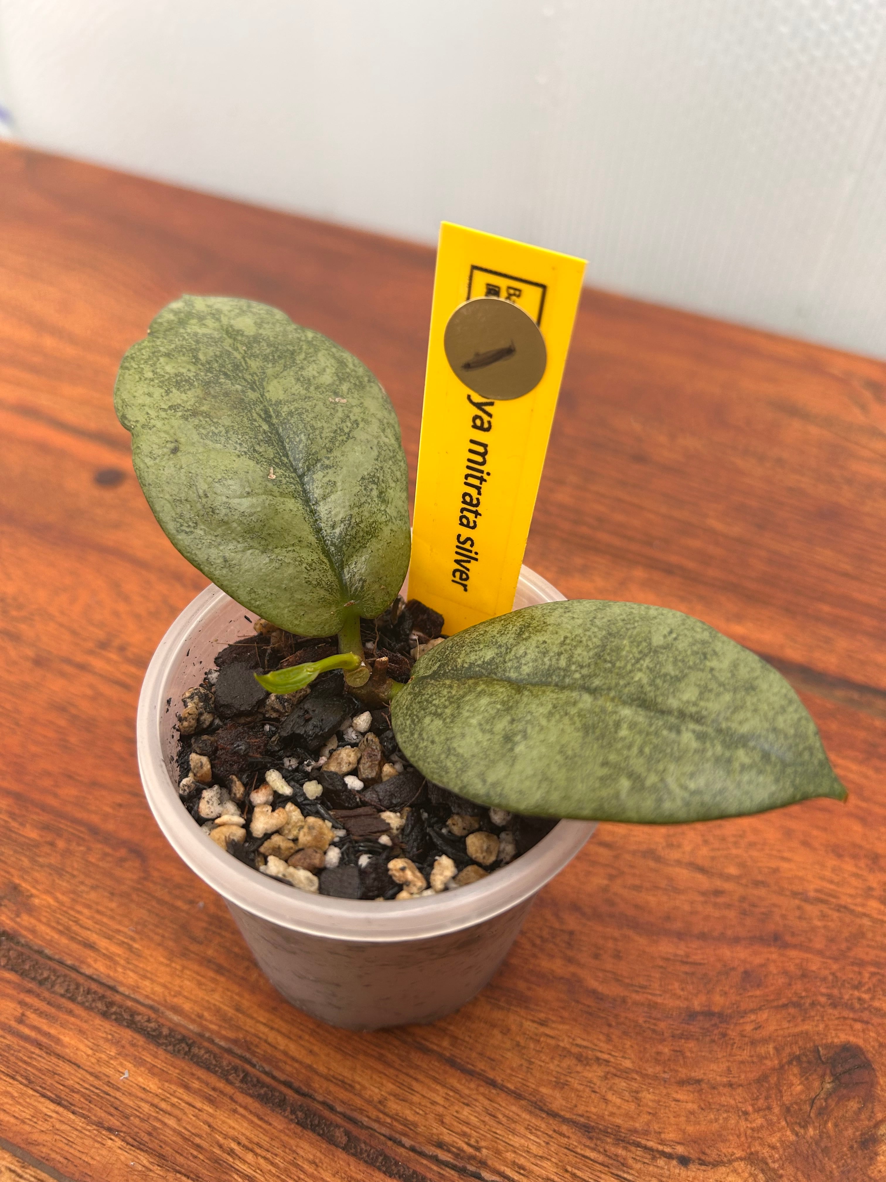 Hoya | BALI-AN 園芸