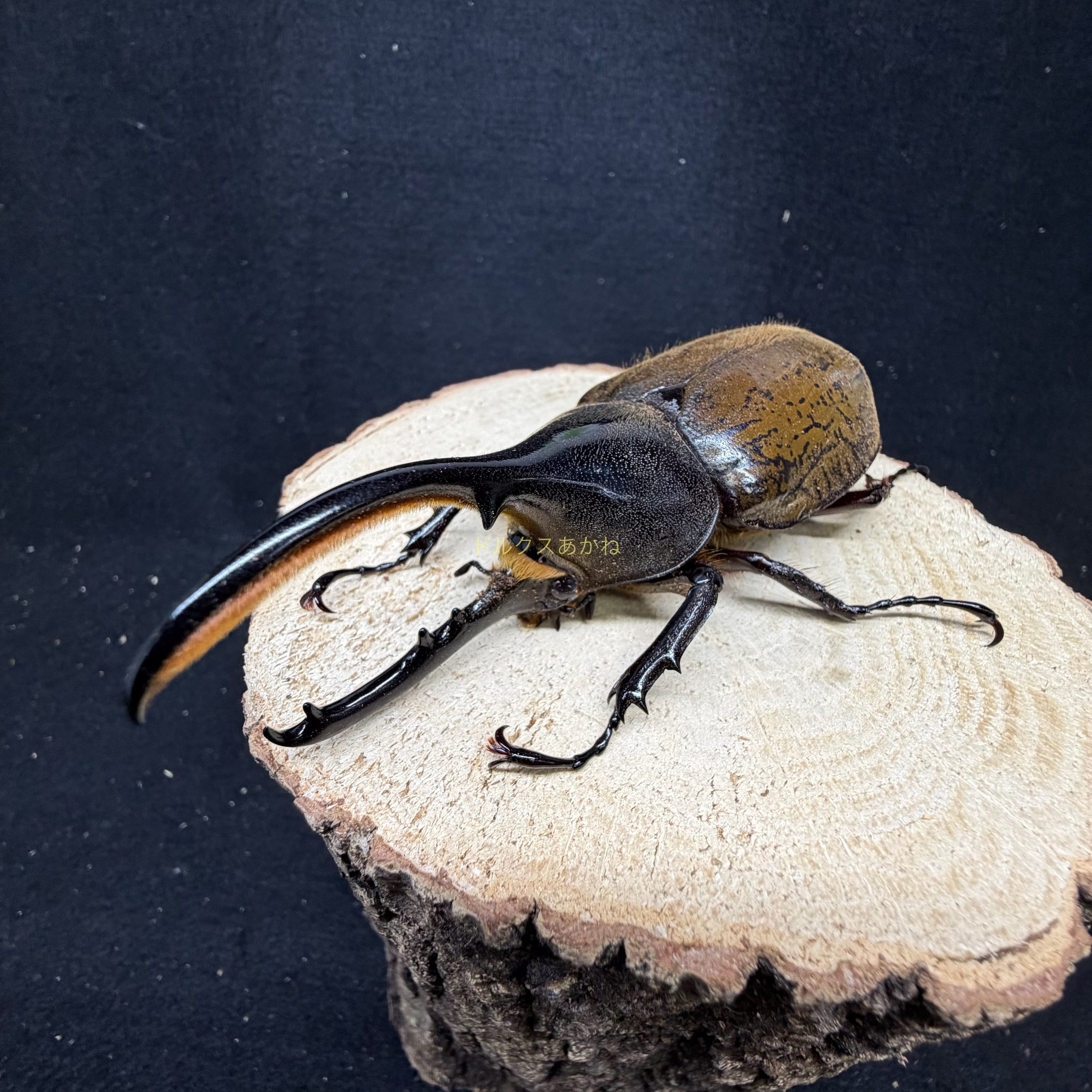 3/18当店入荷Wild】マンネルへイムカラカネヒナカブト♀単品 Sサイズ