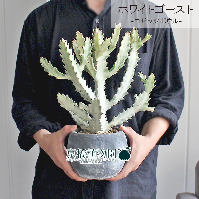特大ホワイトゴースト ユーフォルビア ホワイトゴースト 大型 多肉植物 観葉植物 おしゃれ