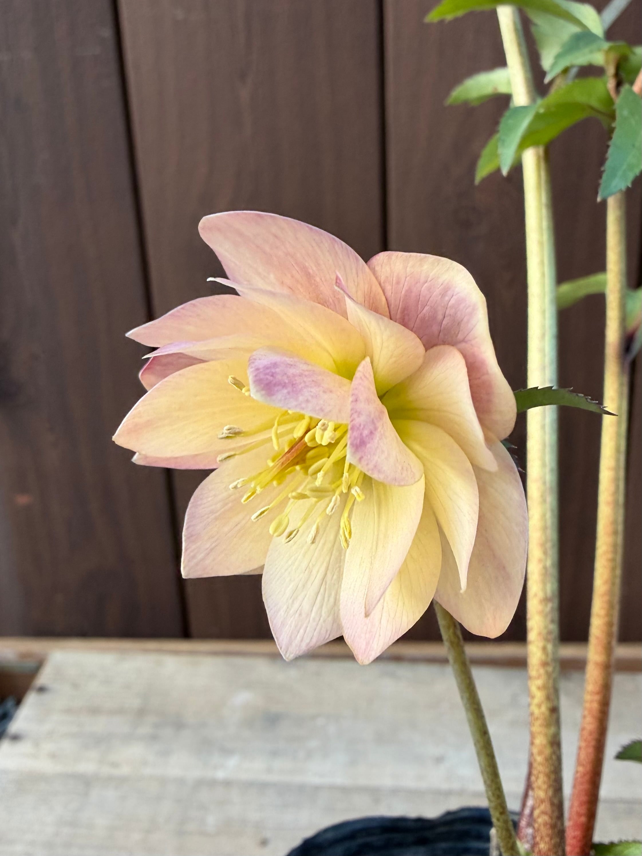 アプリコットイエローグロス微香 ※蕾無し特価 加藤農園 クリスマス