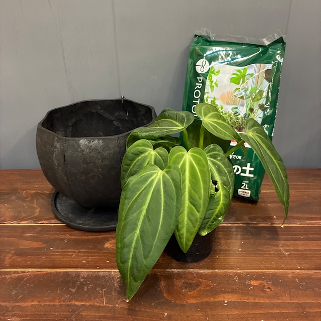 【秋の植え替えフェア対象】【セット】アンスリウム　ビレナオラム