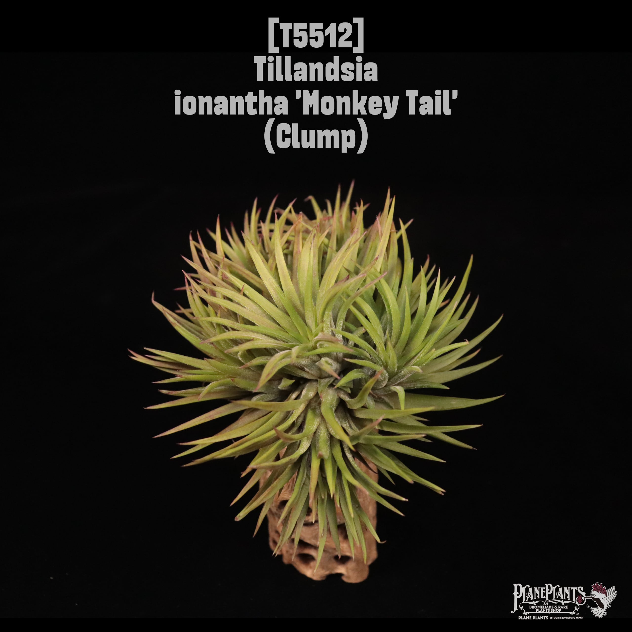 ionantha | plane plants