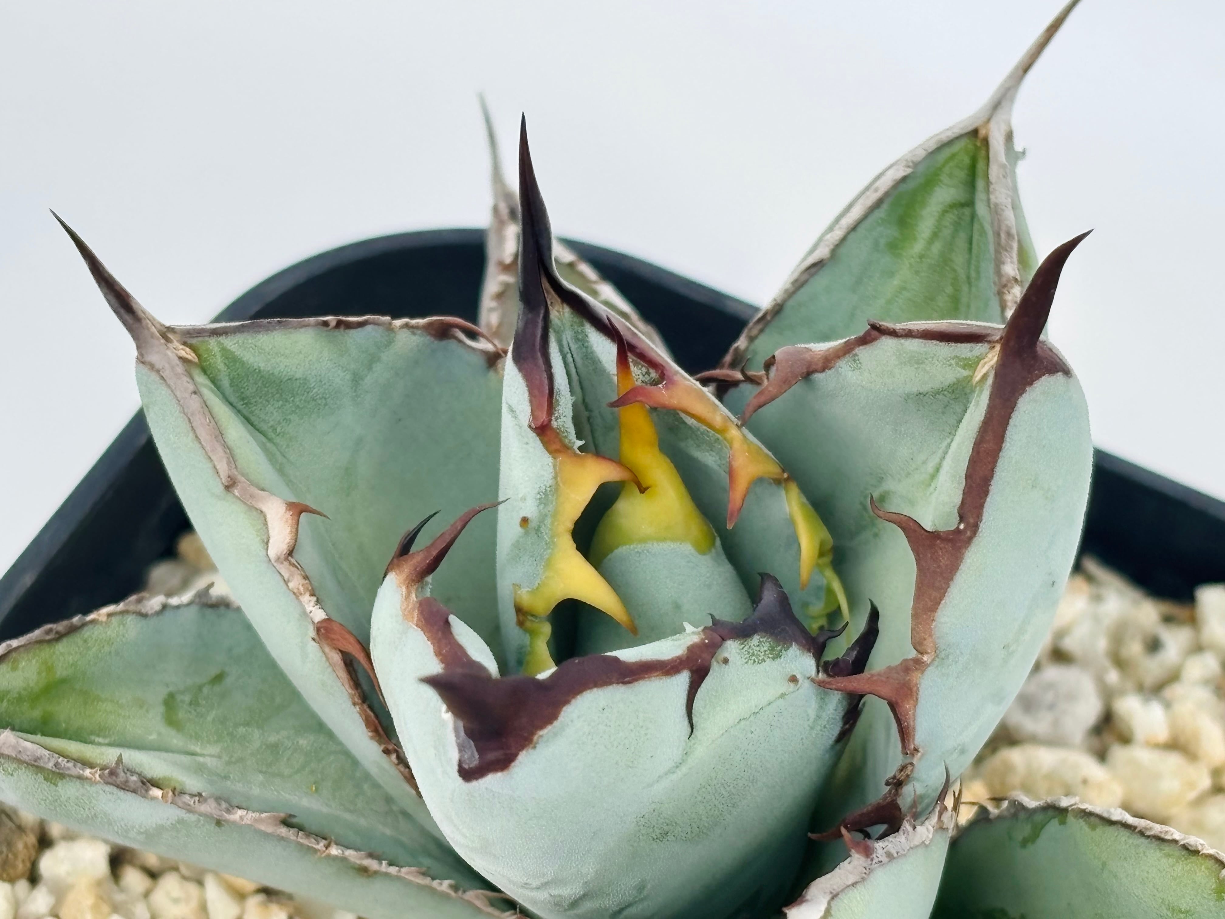 アガベ チタノタ 特選特大 ボールアガベ P5719強棘 ボール株！！agave titanota アガベ チタノタ