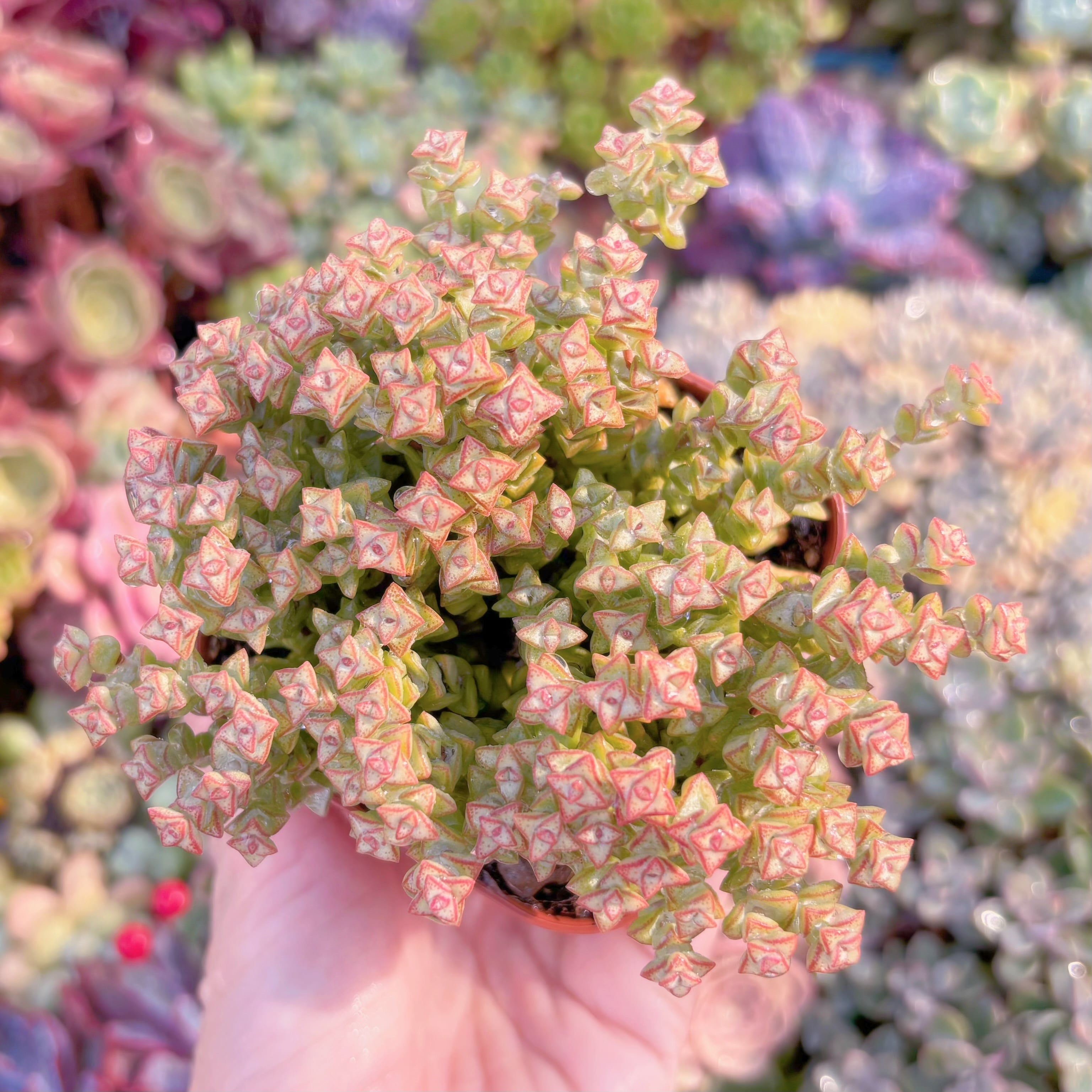 現品　小米星#665　るる農園